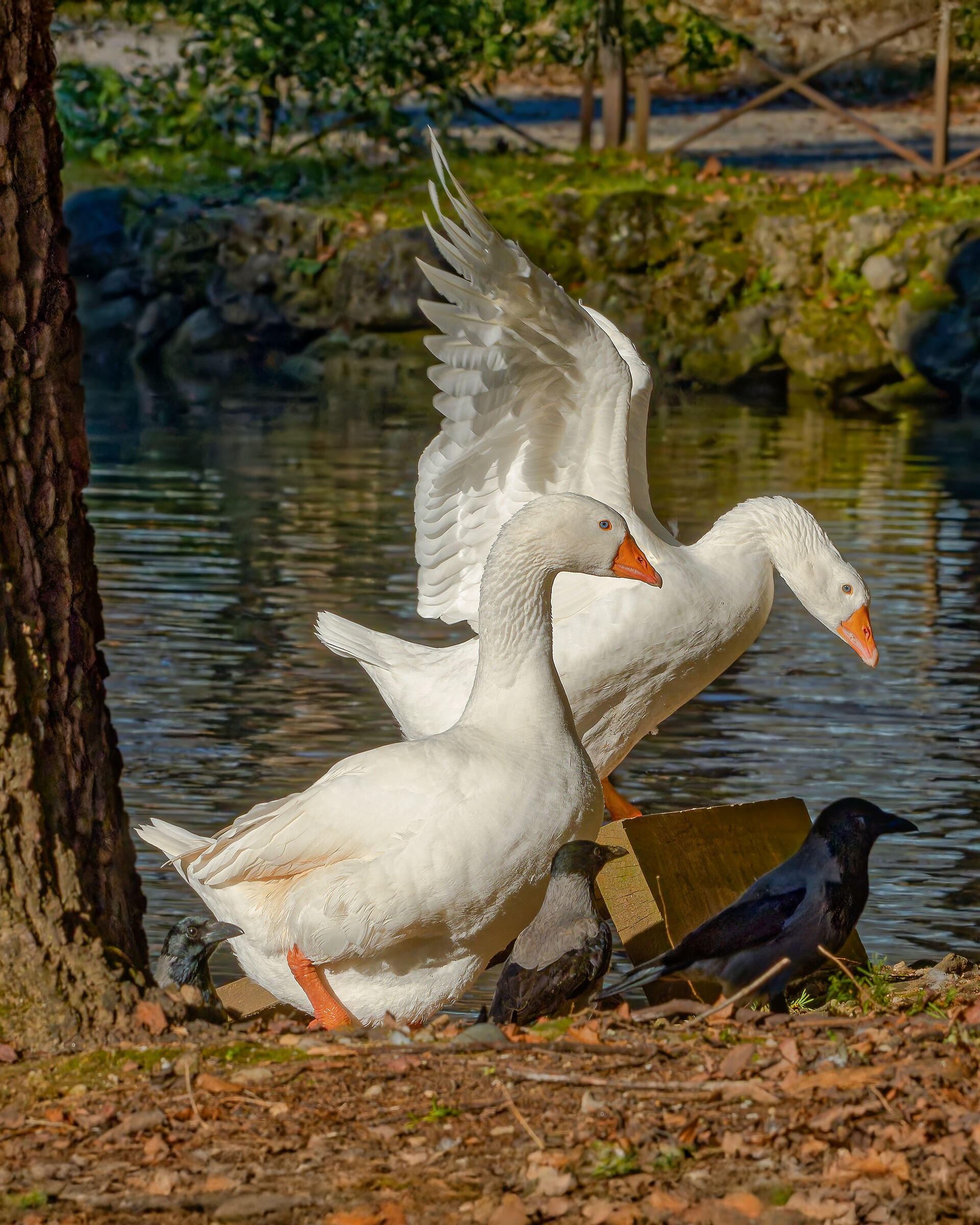 Oca del laghetto dei giardini reali , Monza