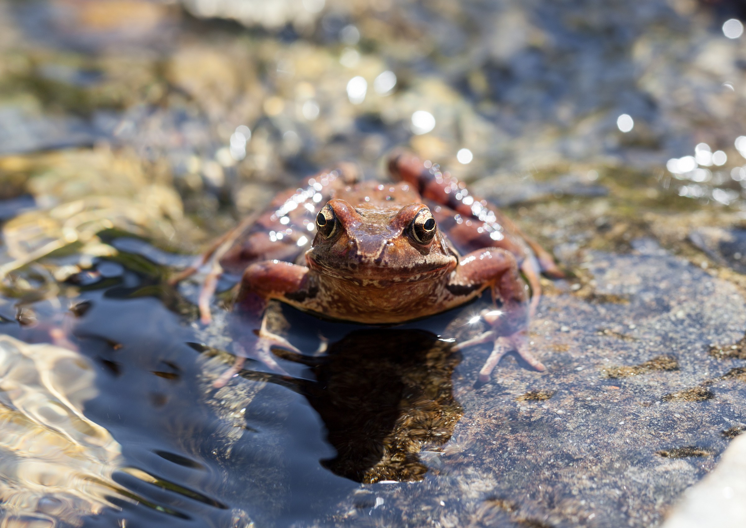 Rospetto di montagna
