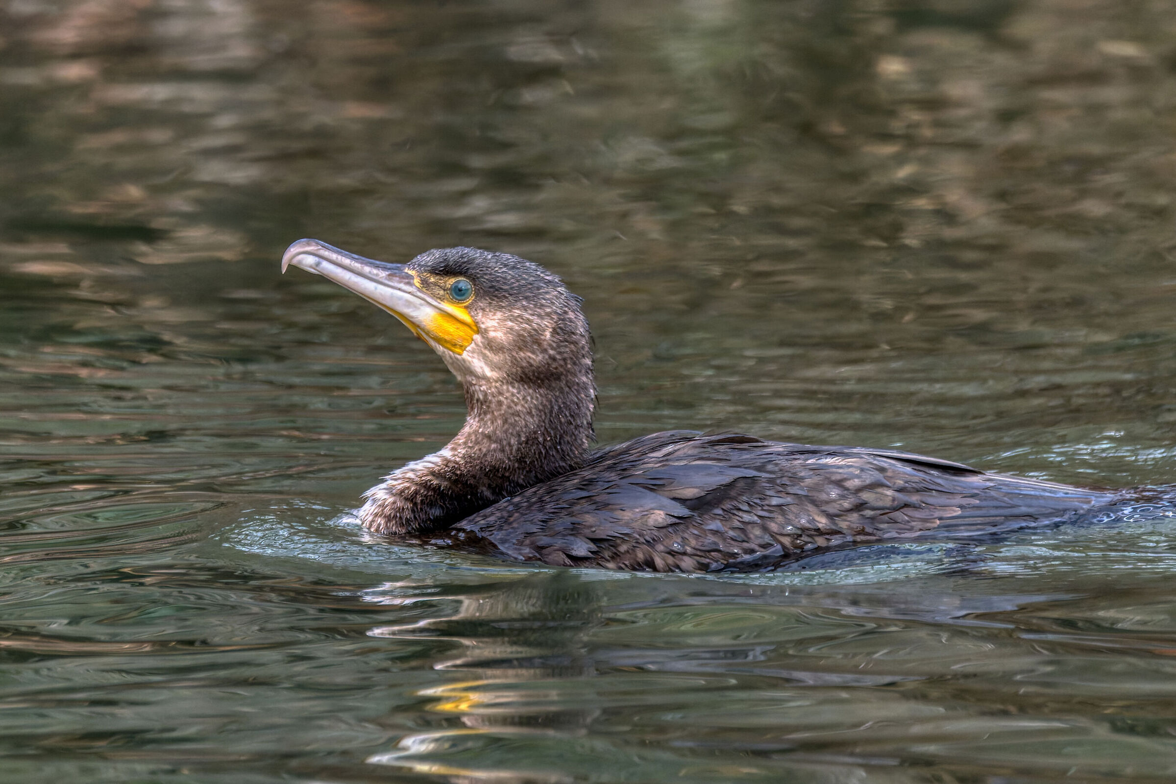 Cormorant