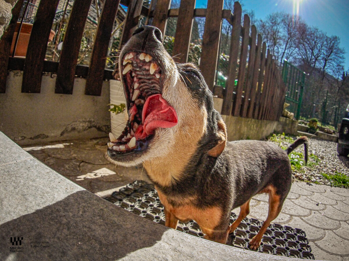Playing with Cake and the Fish cap by Olympus