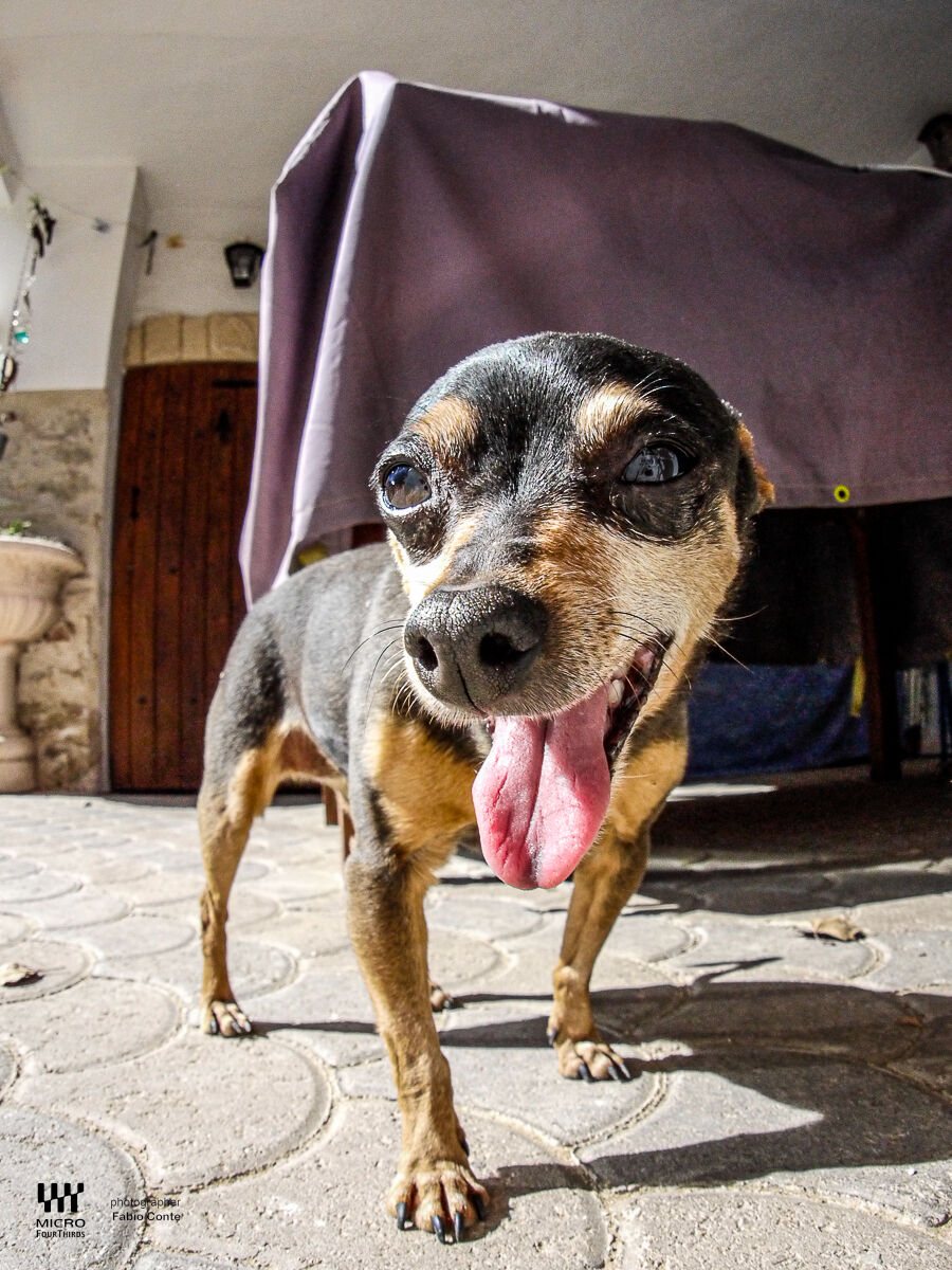 Giocando con Cake e il tappo Fish di Olympus