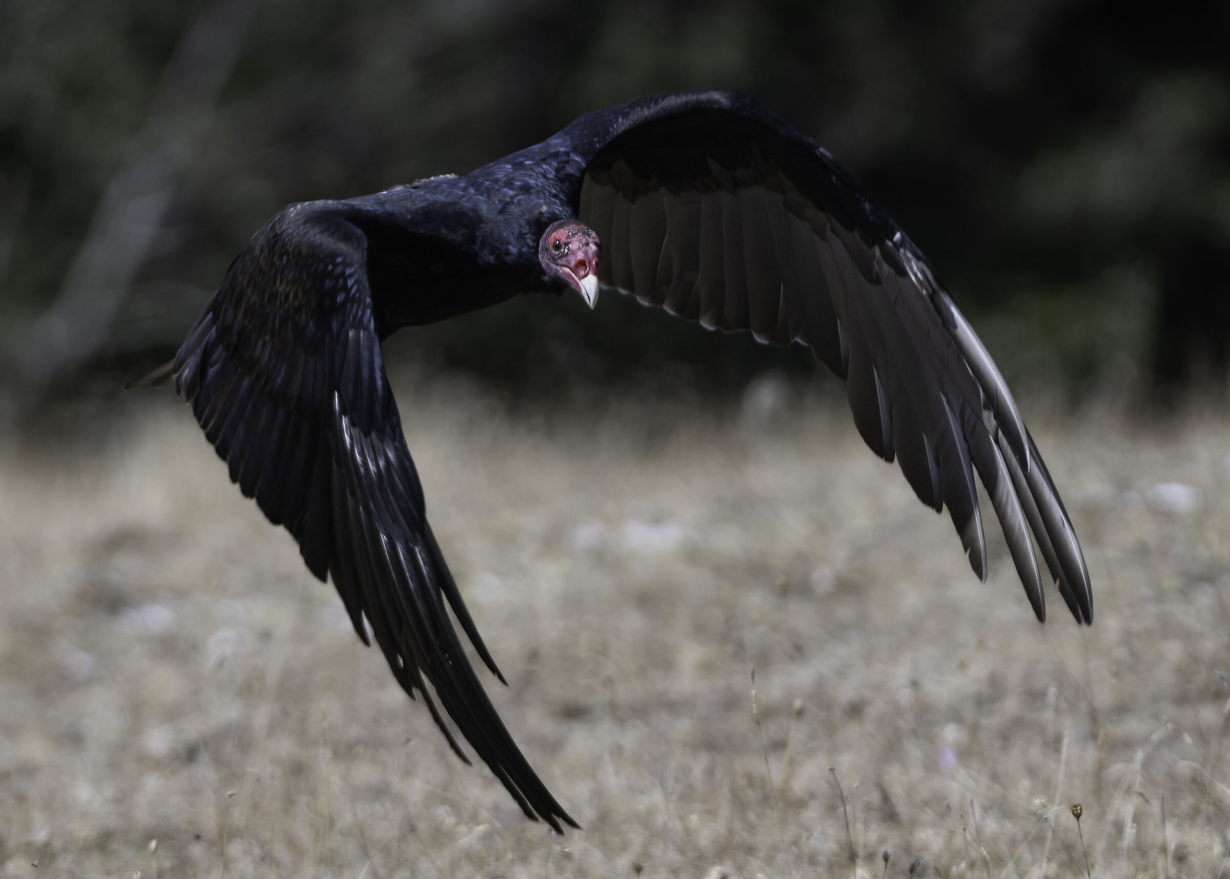 Avvoltoio collorosso