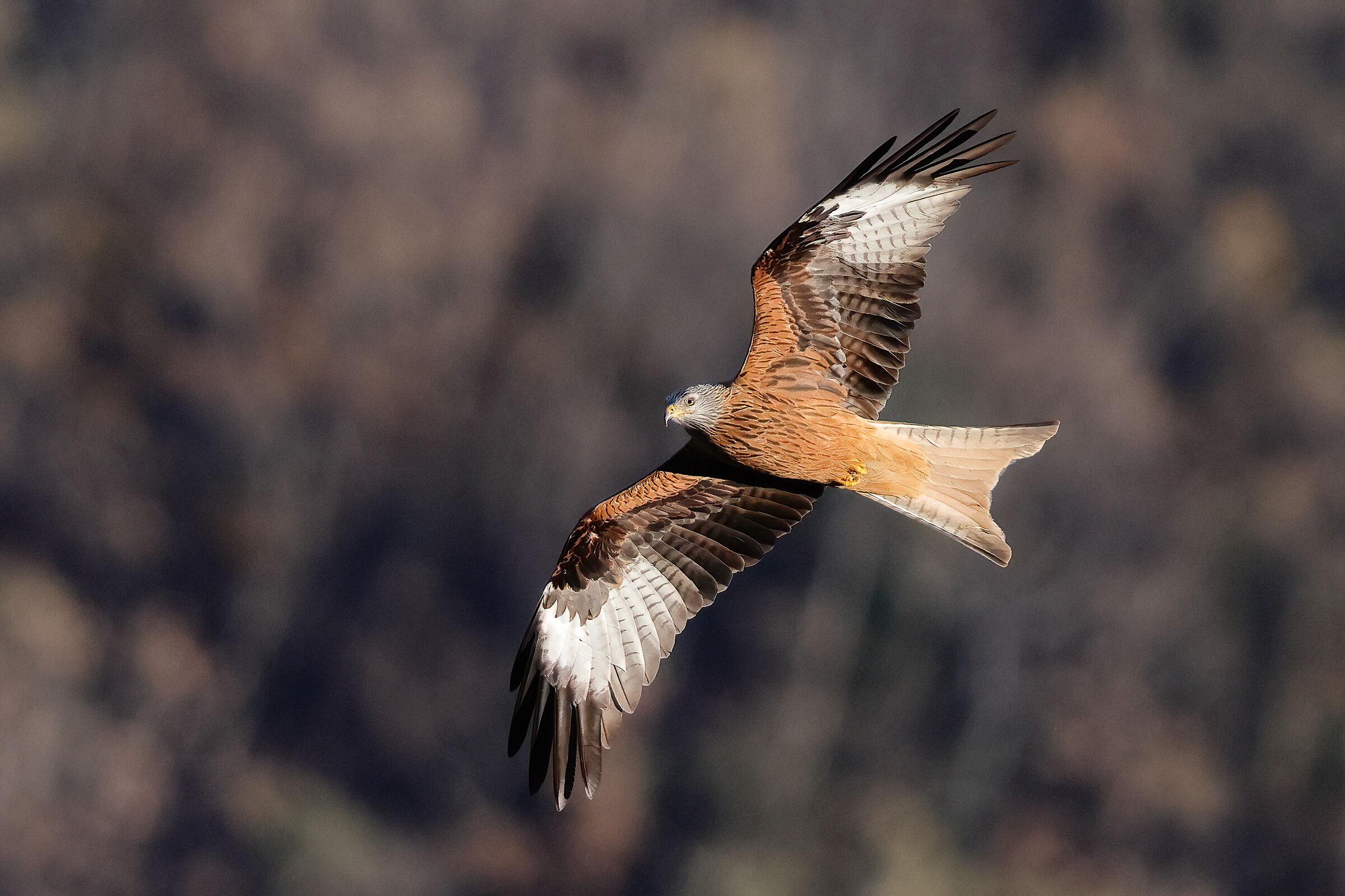 Red kite