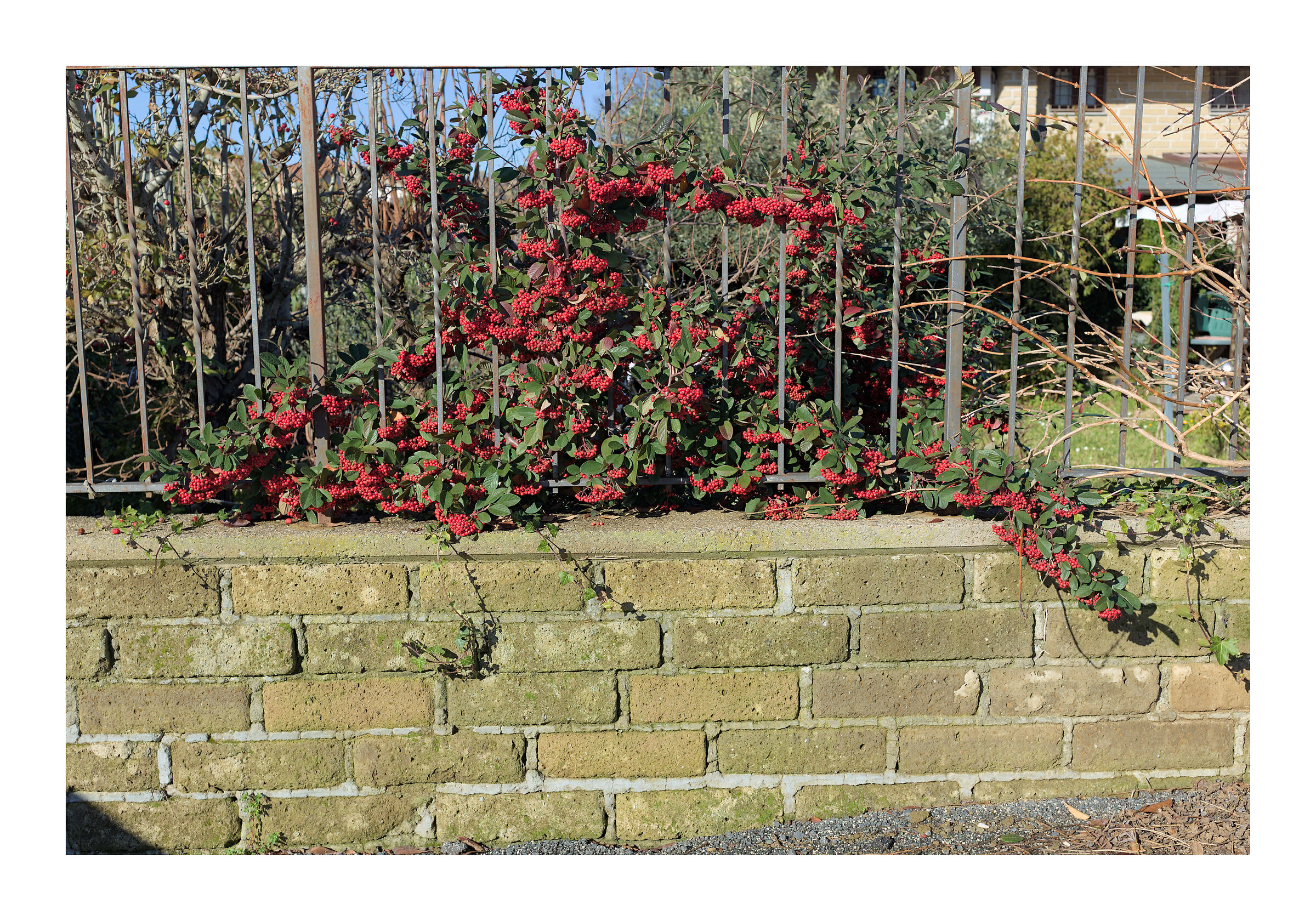 Berries kissed by the morning sun II