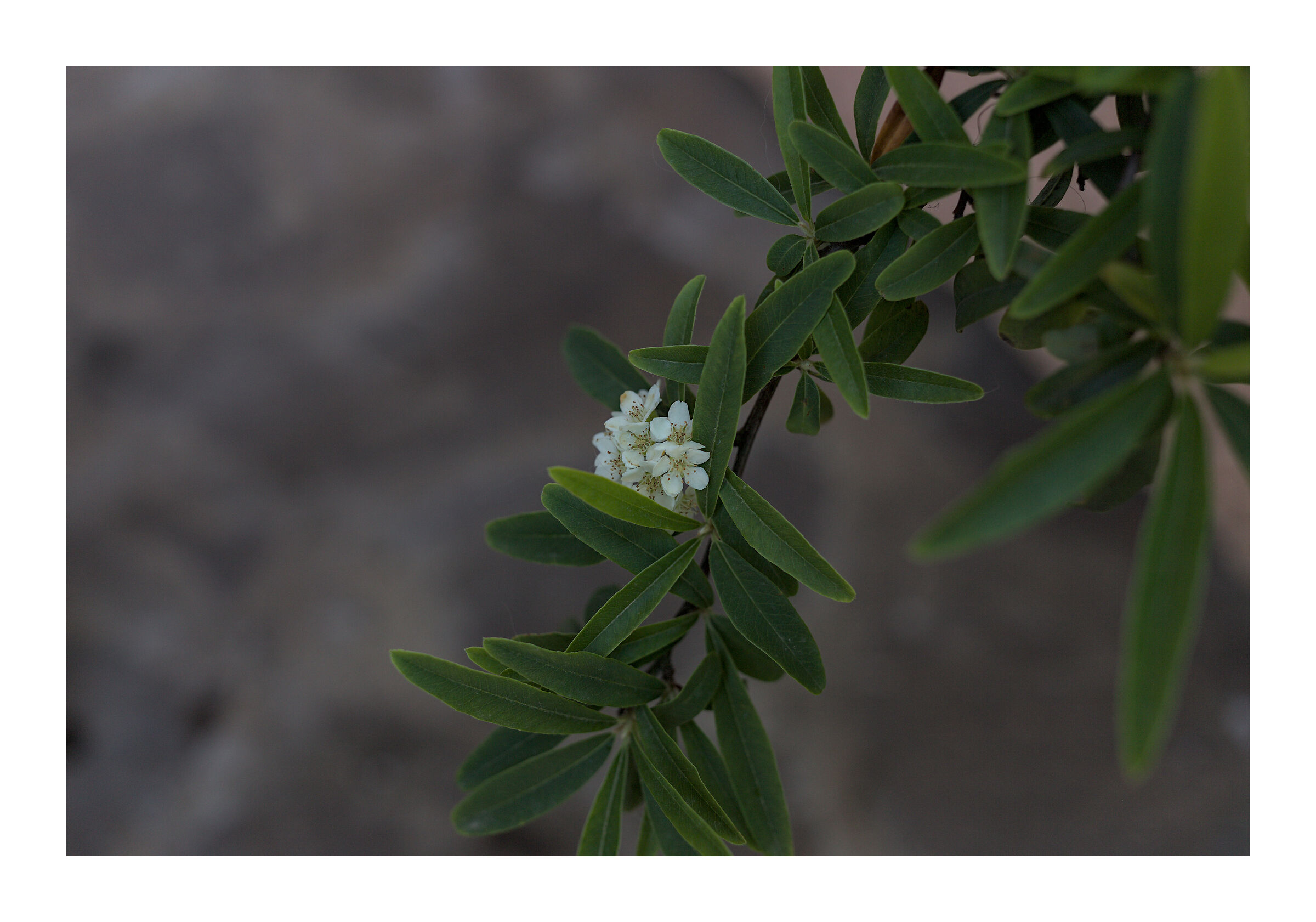 Firethorn Flower