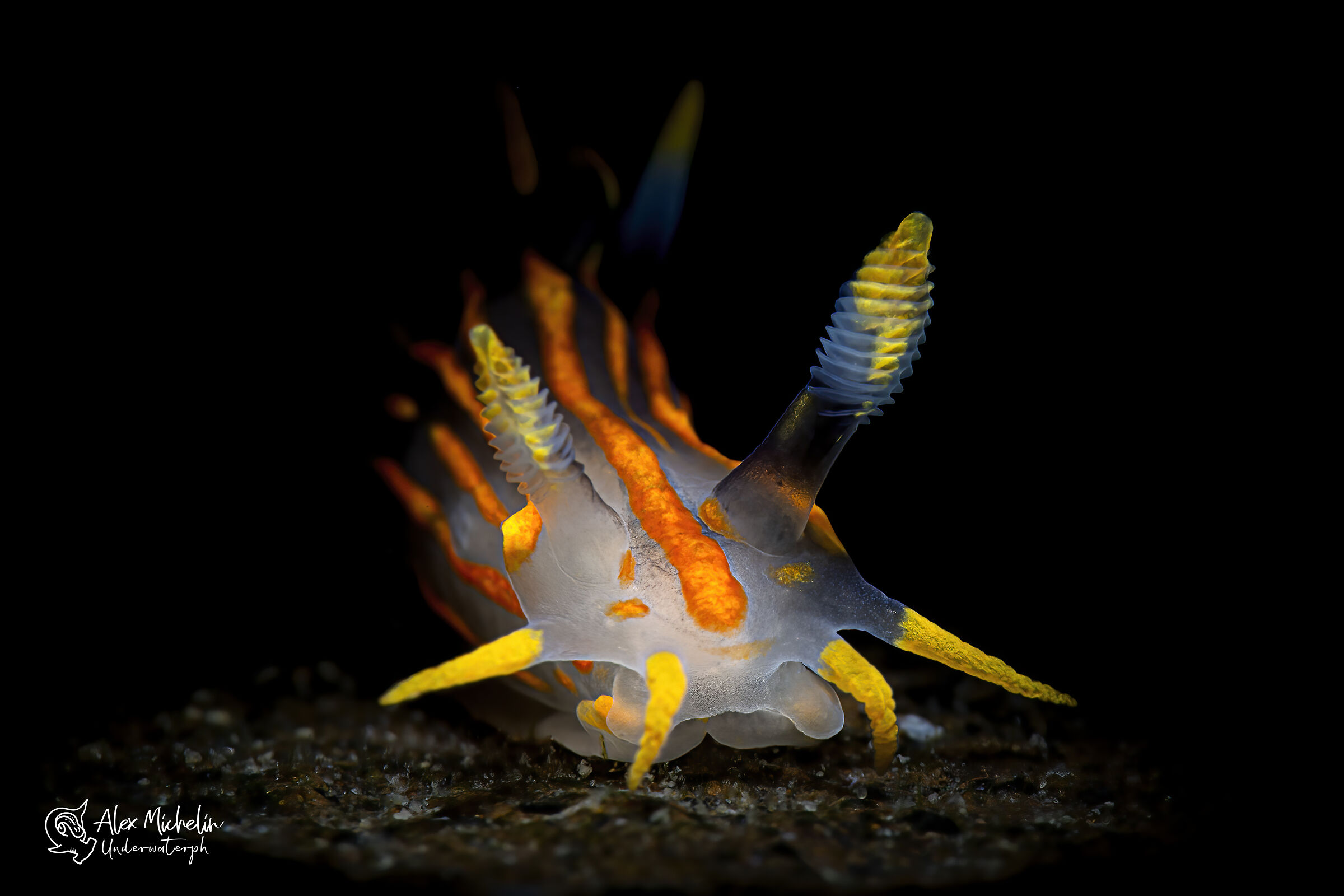 polimera quadrlineata