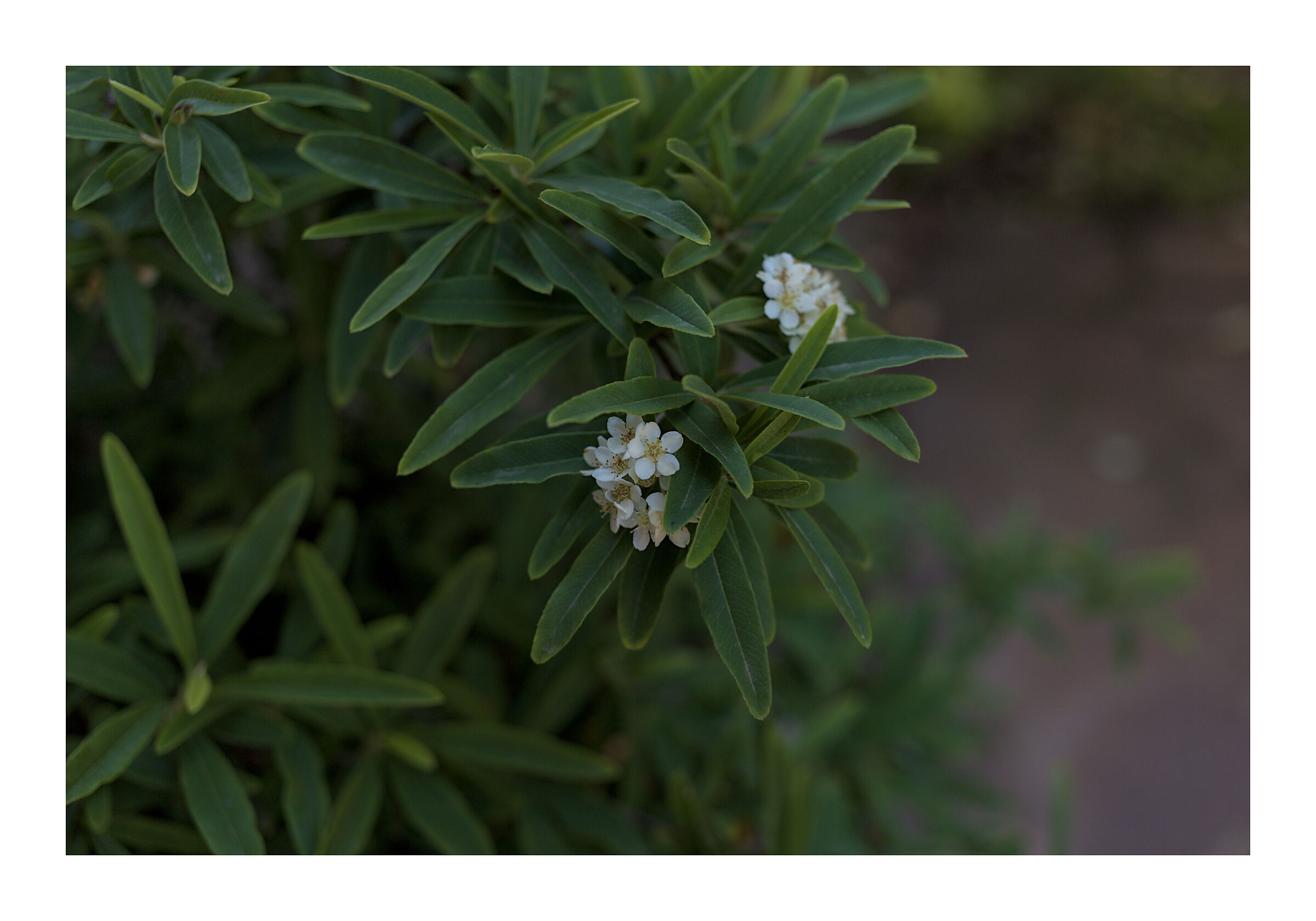 Firethorn flowers