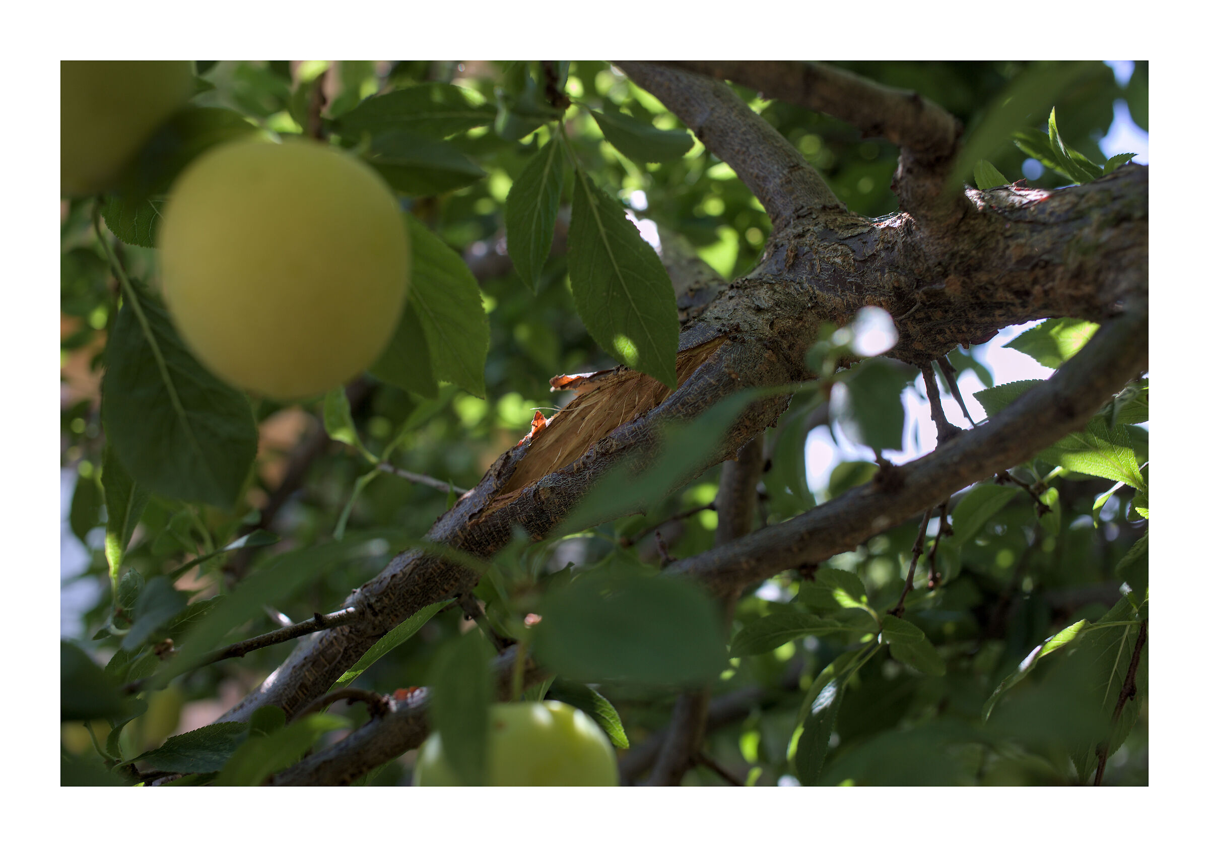 Branch broken by the weight of fruit
