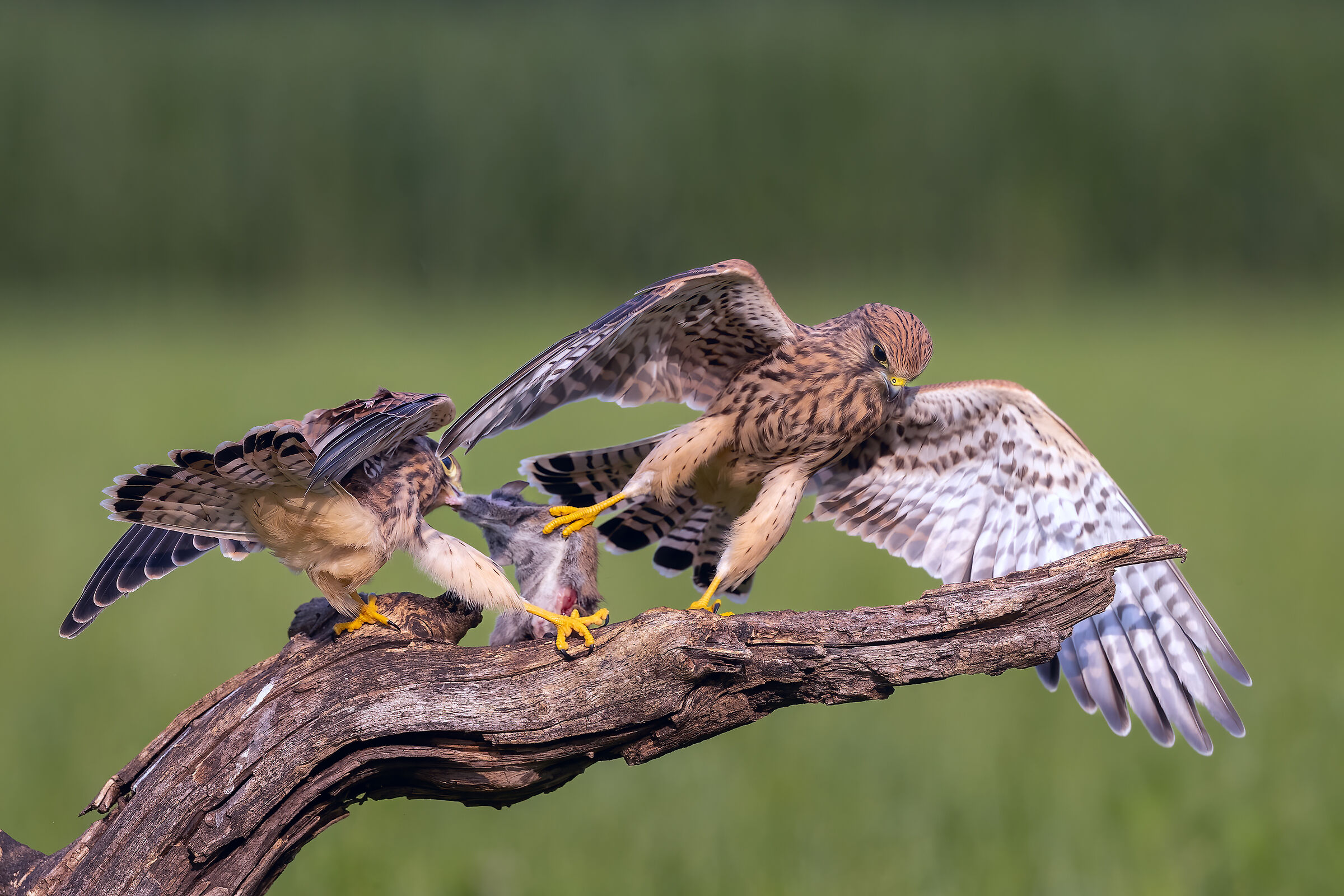 Giovani di Gheppio "lotta per il cibo "