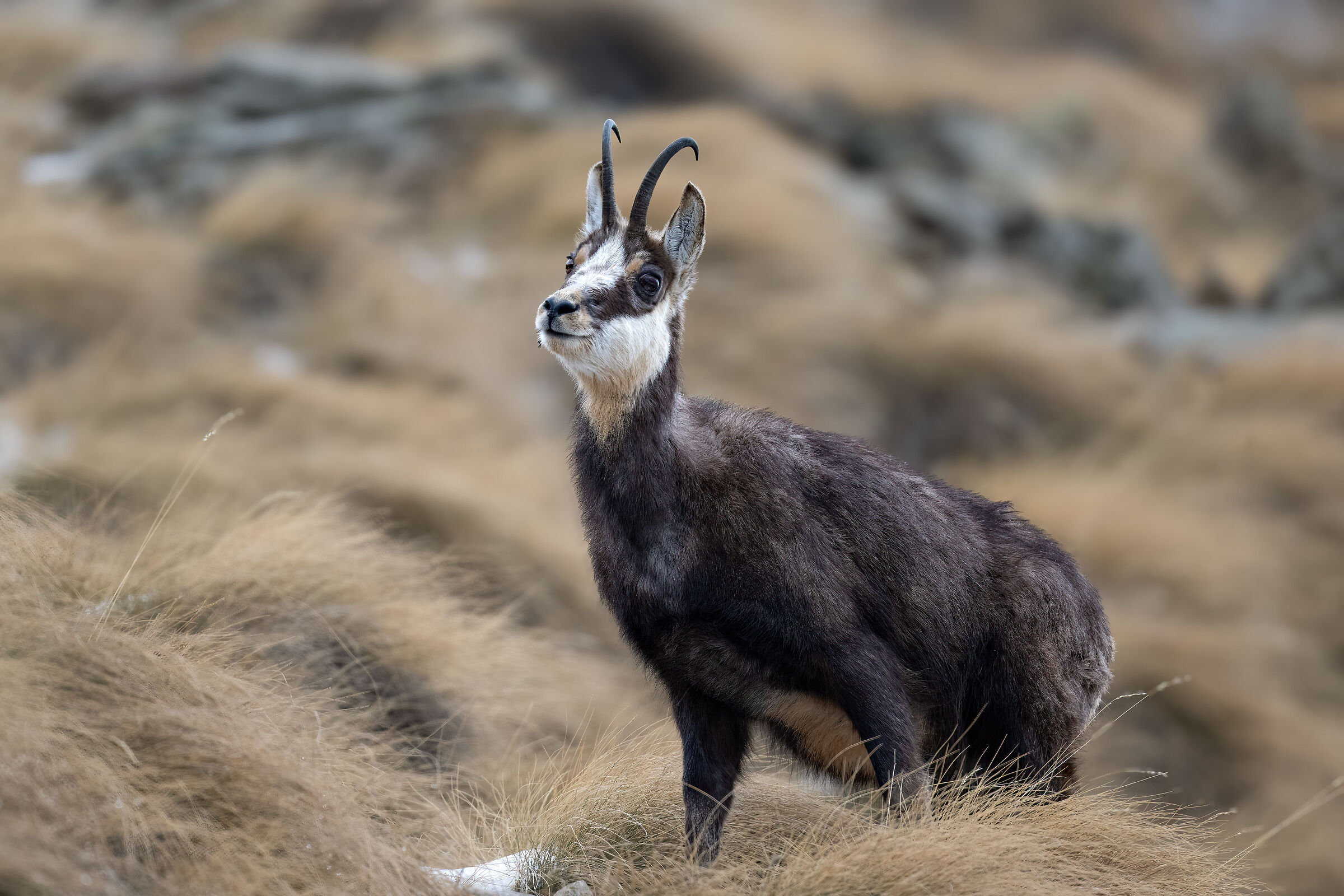 Chamois - Gran Paradiso National Park