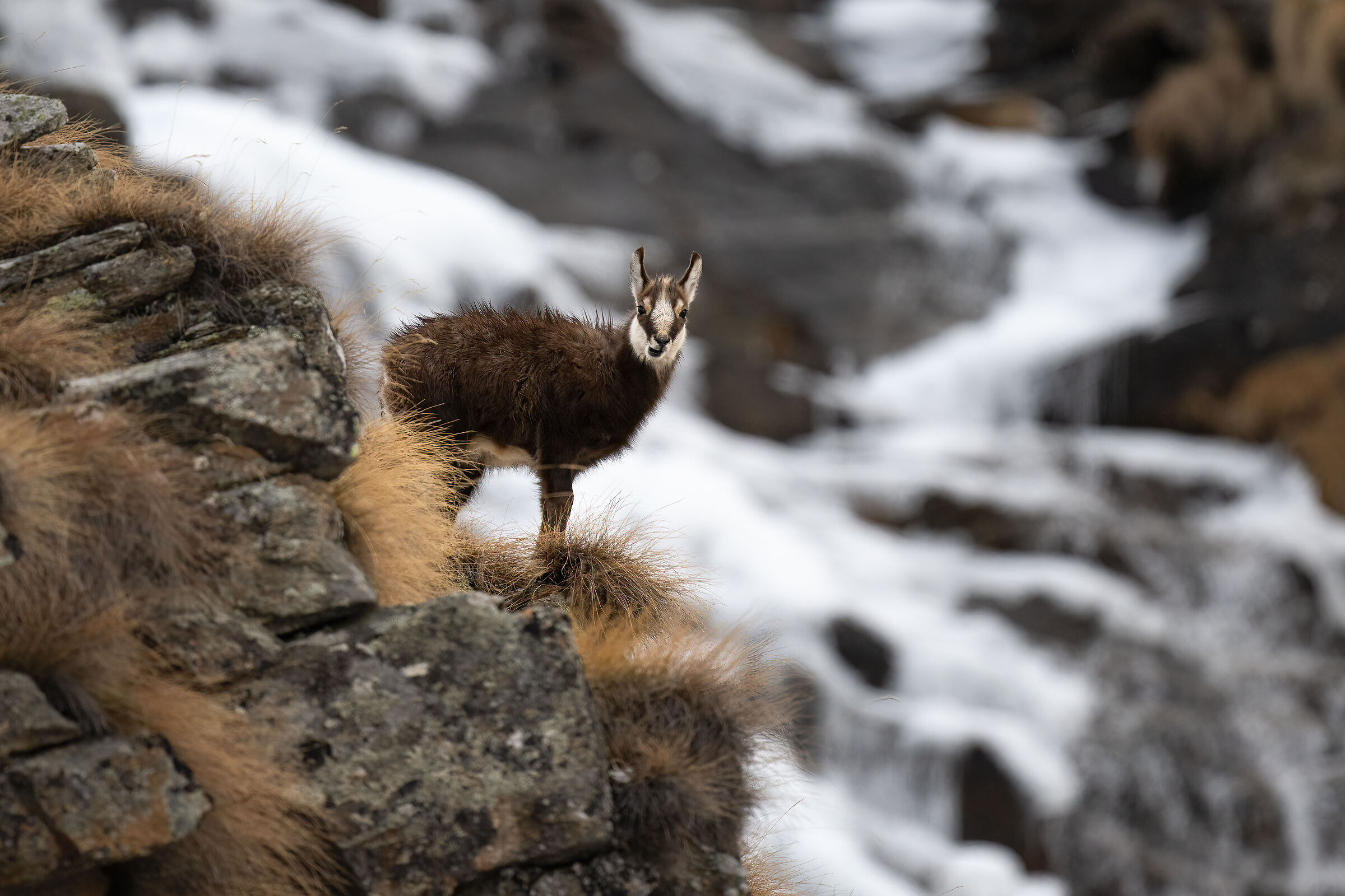Chamois - Gran Paradiso National Park