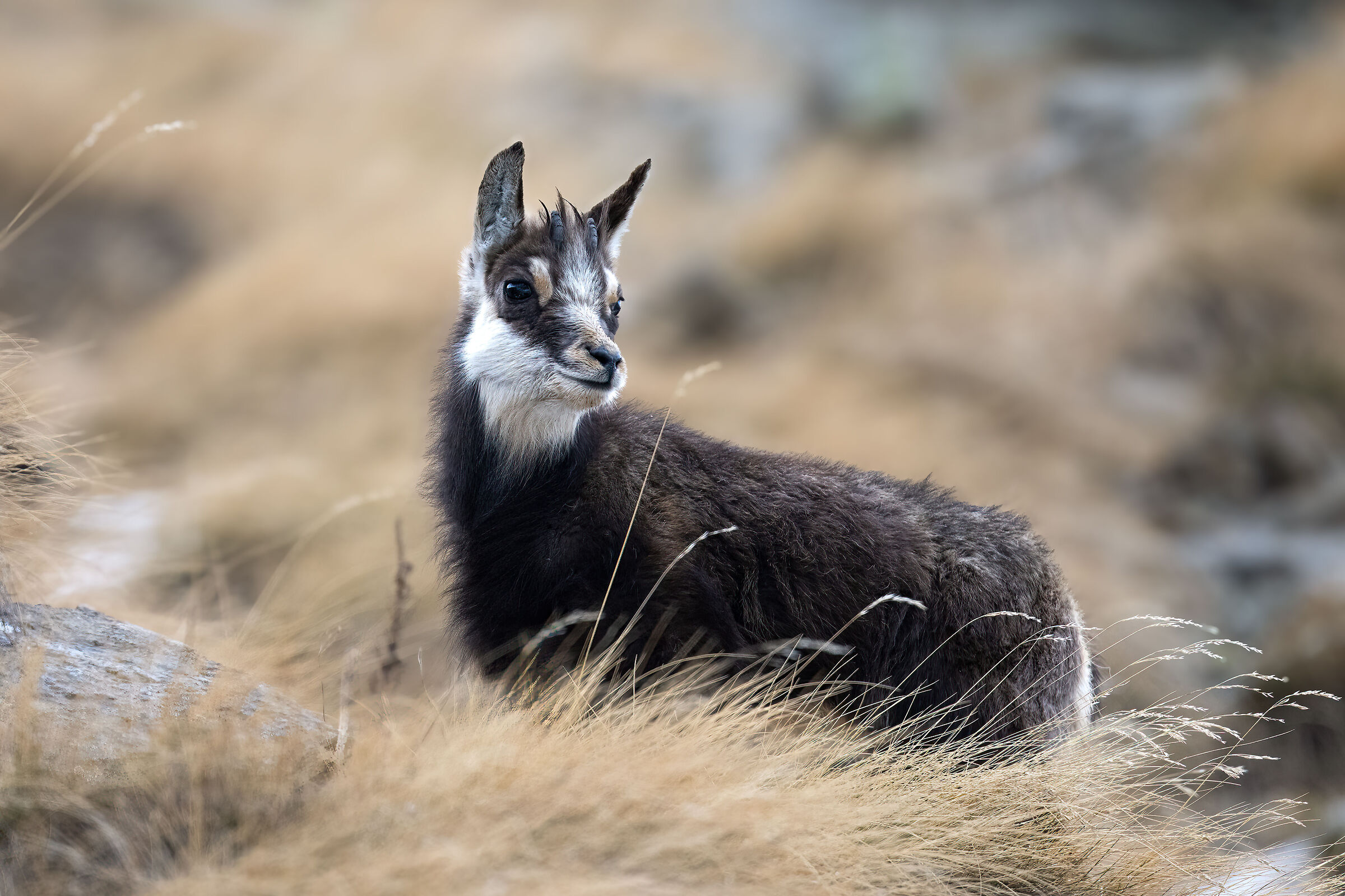 Chamois - Gran Paradiso National Park