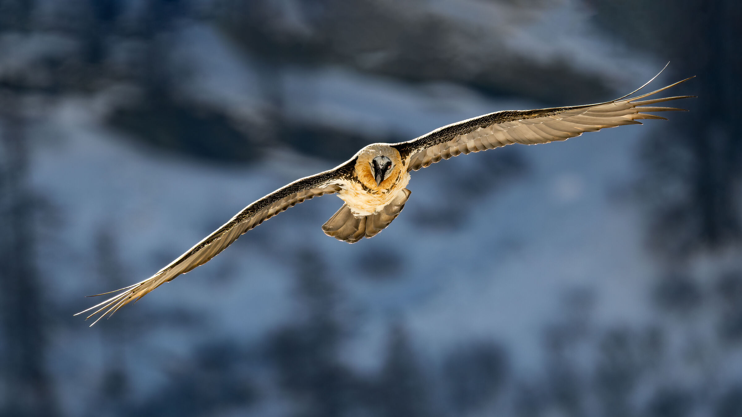 Gypaetus barbatus - Gran Paradiso National Park