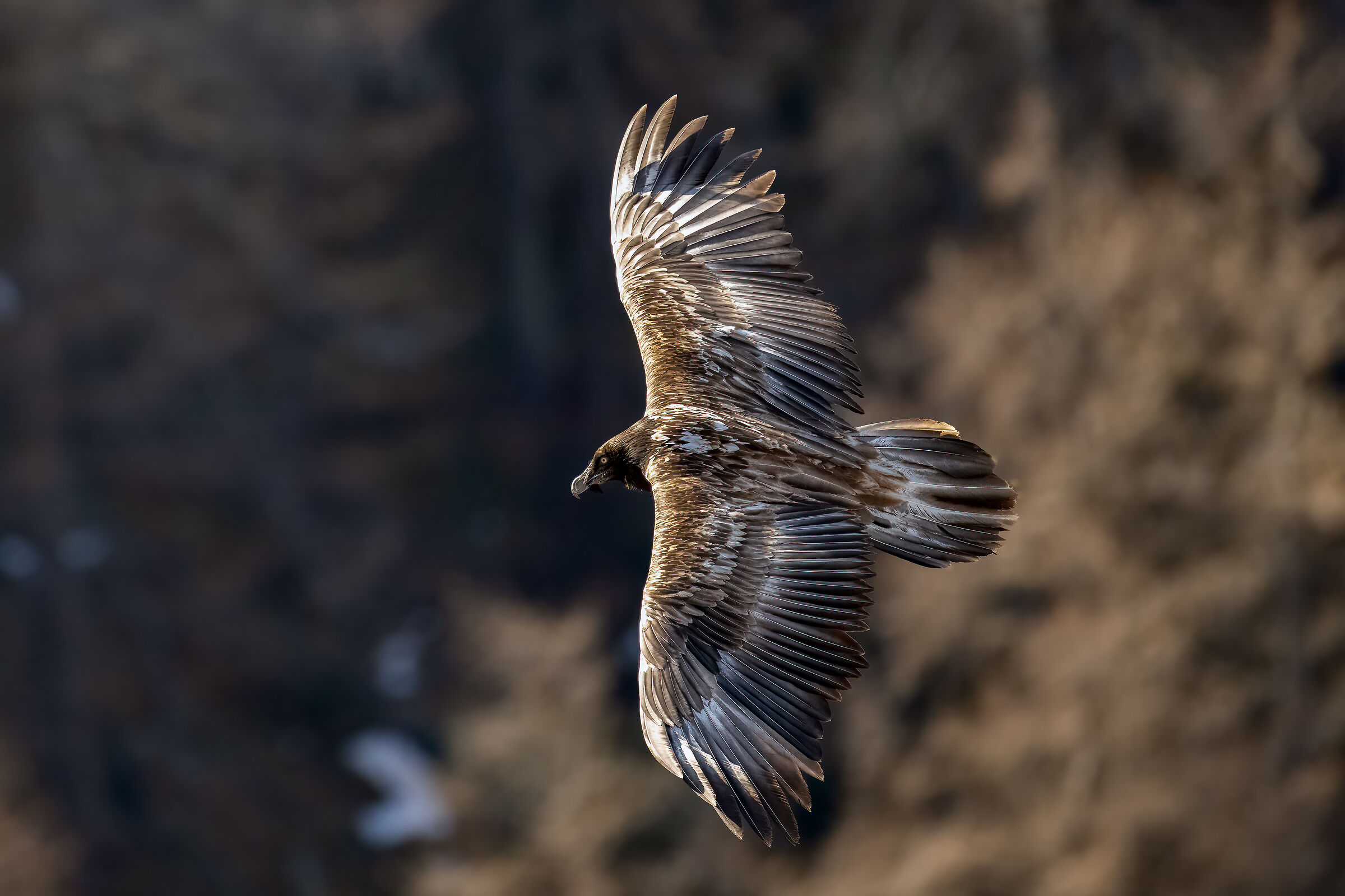 Gypaetus barbatus - Gran Paradiso National Park