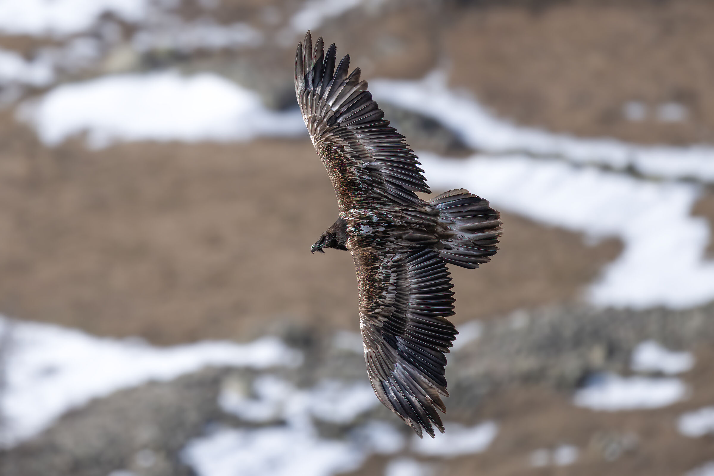 Gypaetus barbatus - Gran Paradiso National Park