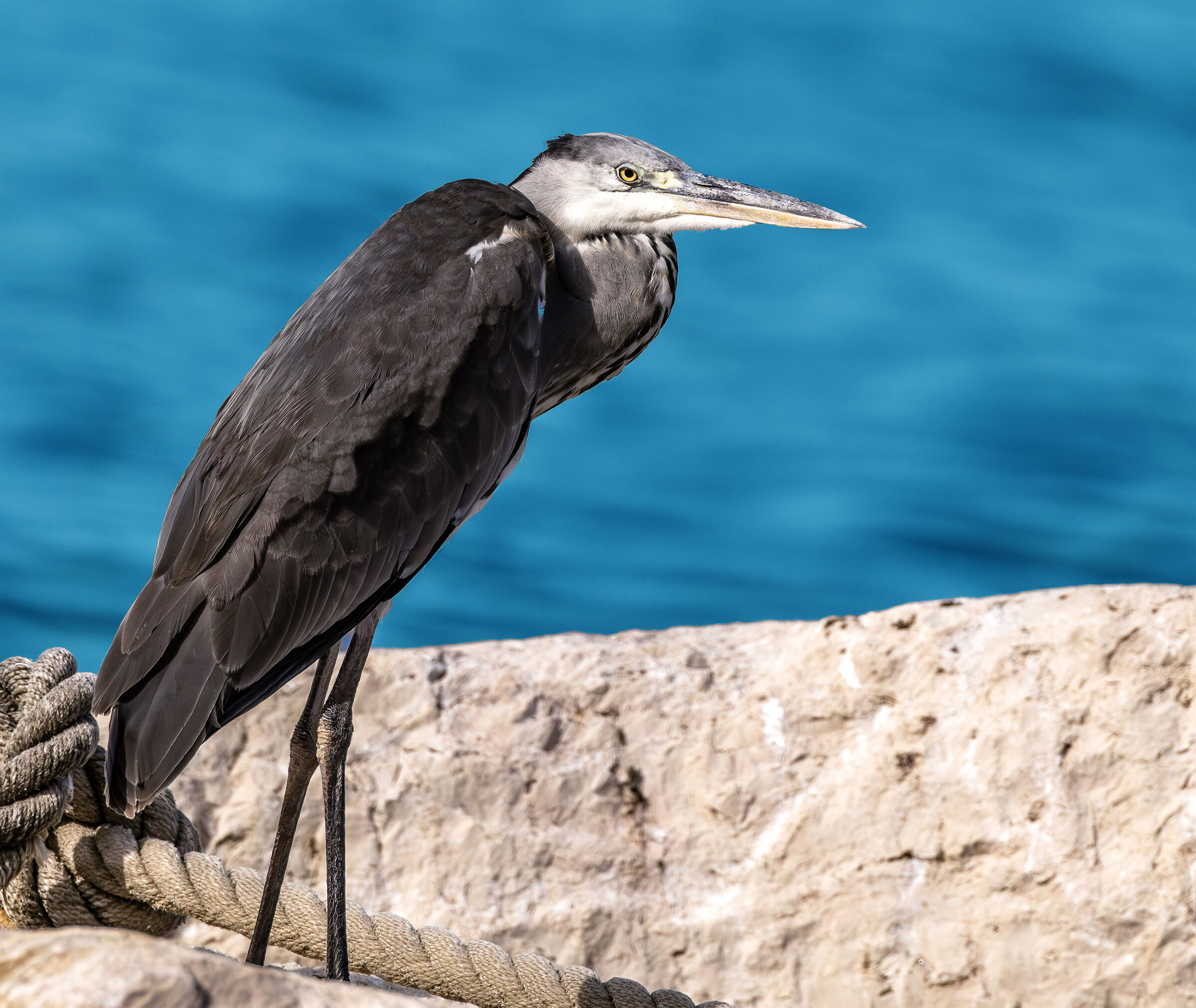 Airone cinerino