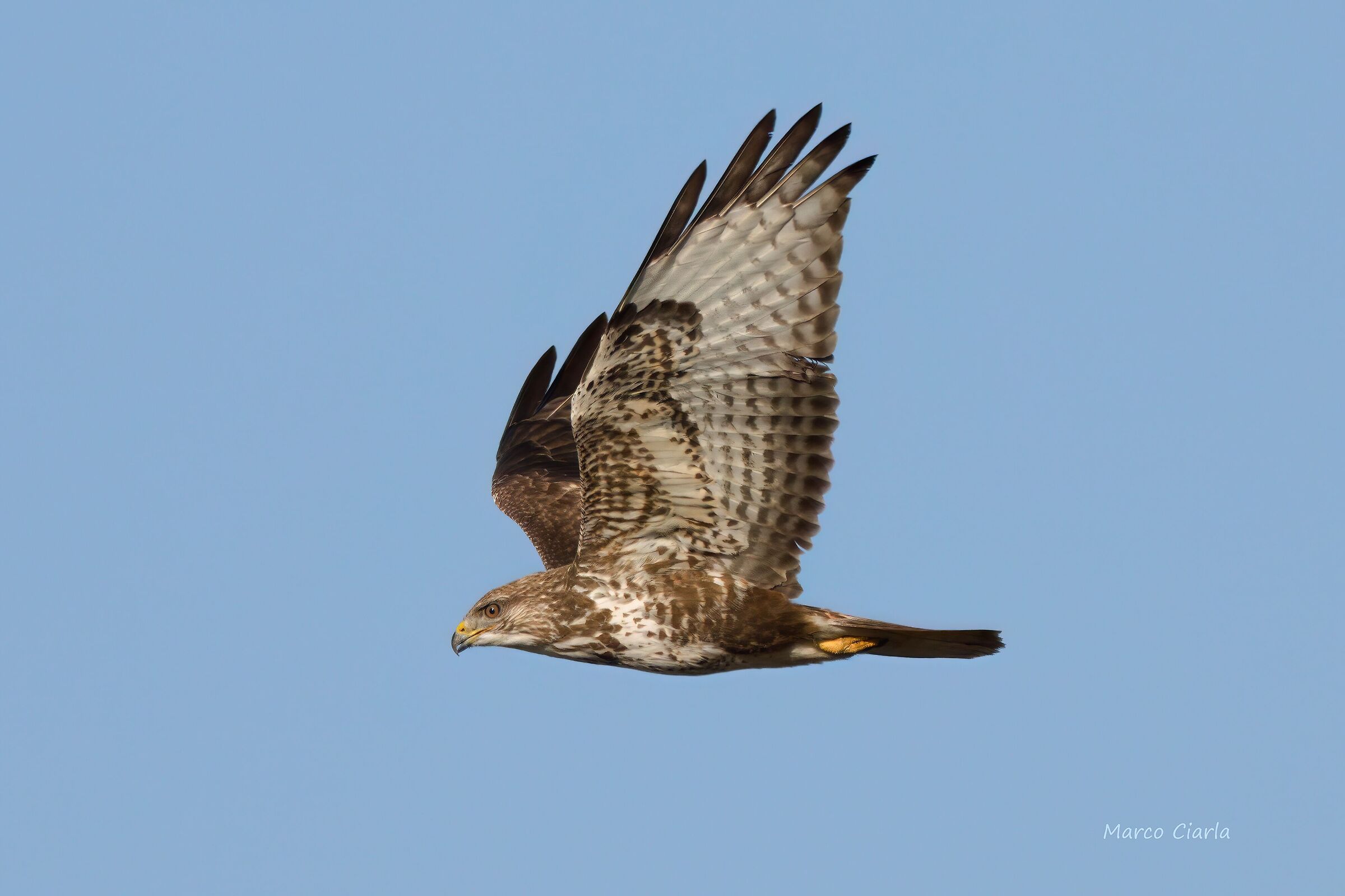 Buzzard (Buteo buteo)