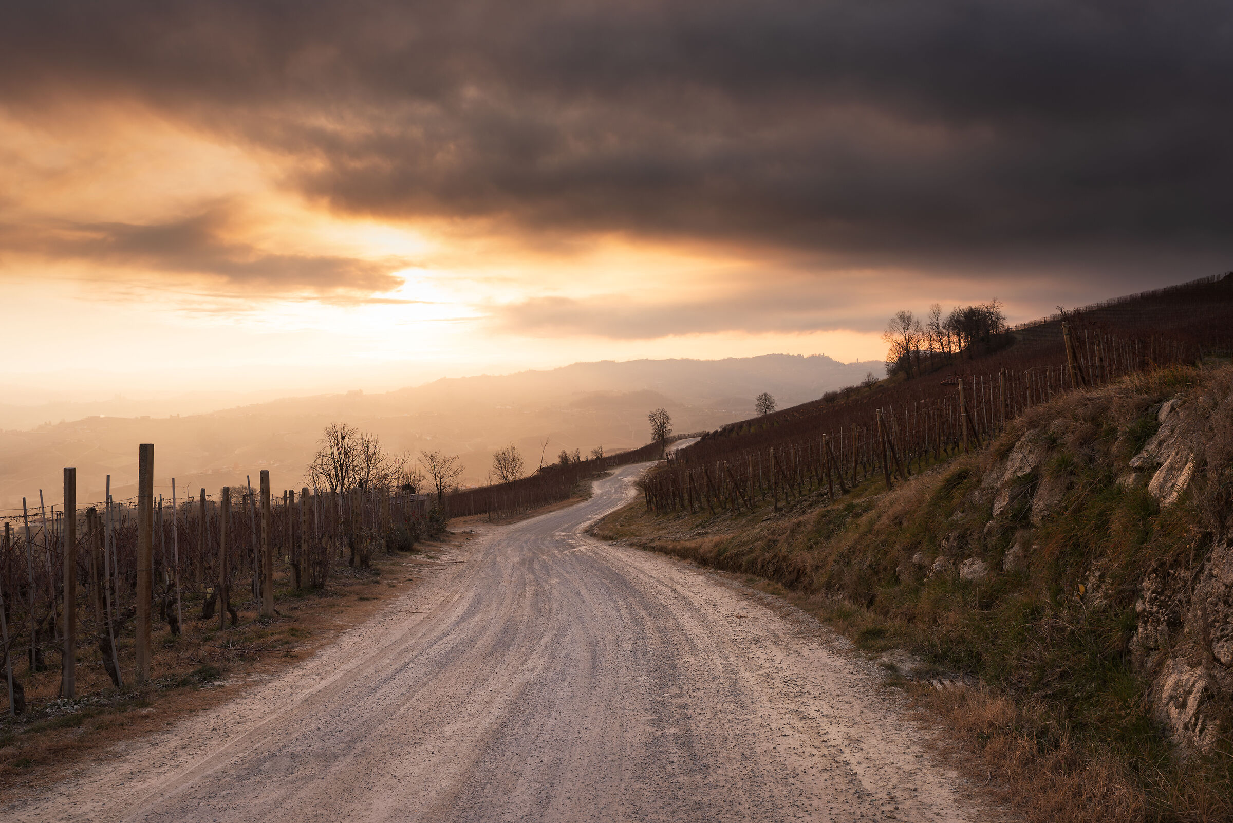 Road through the Vineyards