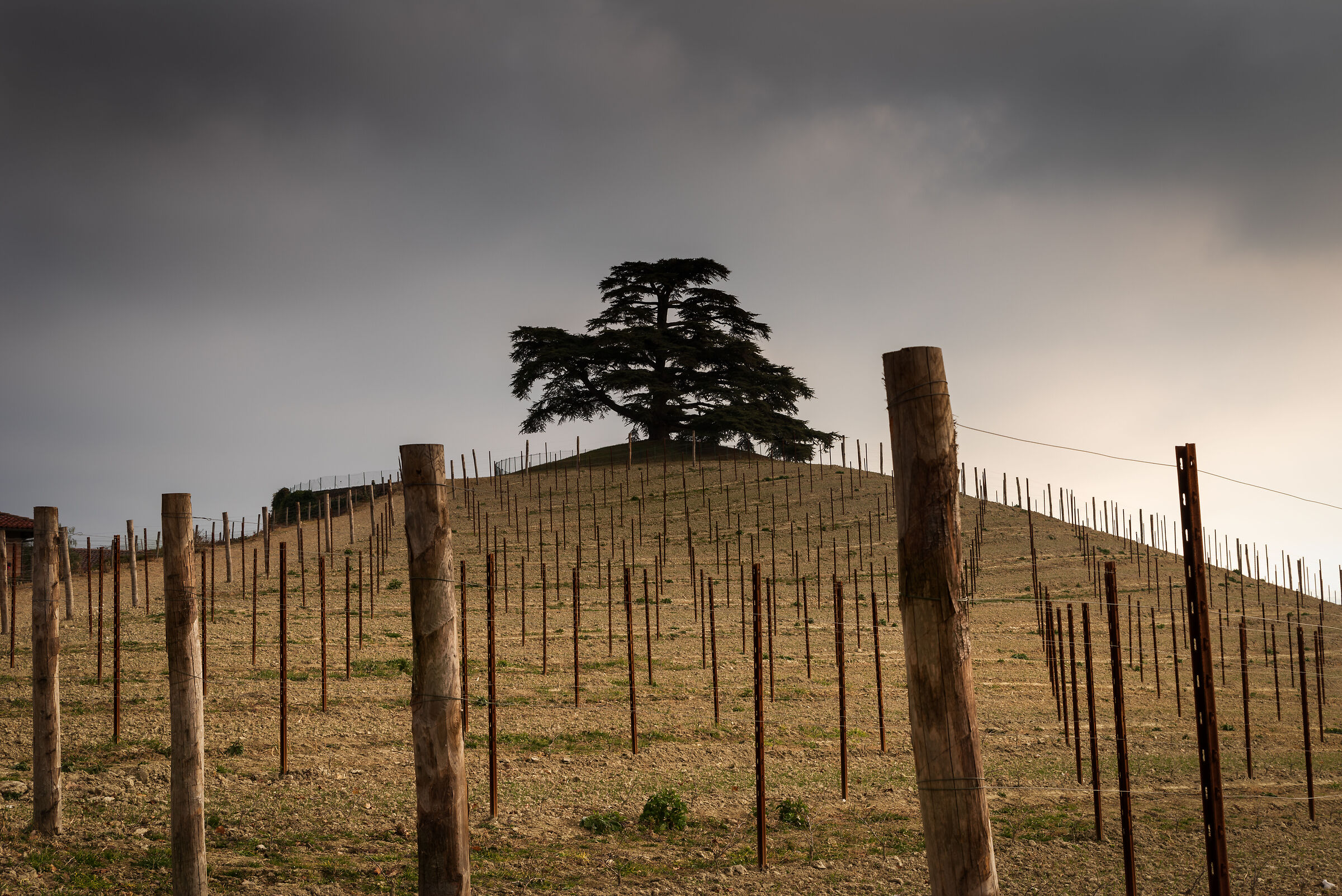 Solitude in the vineyards