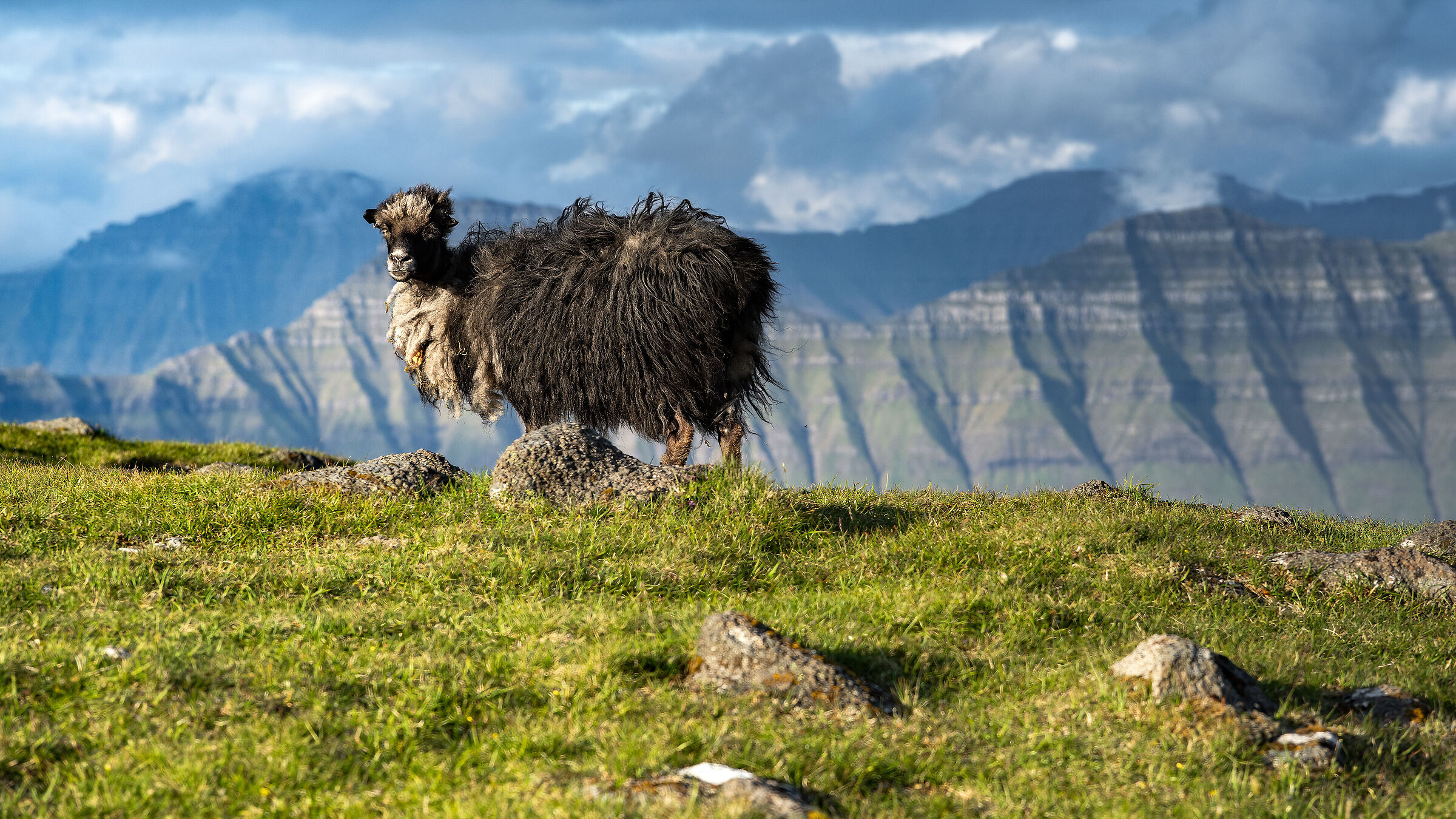 Funningur Fjord - Sheep