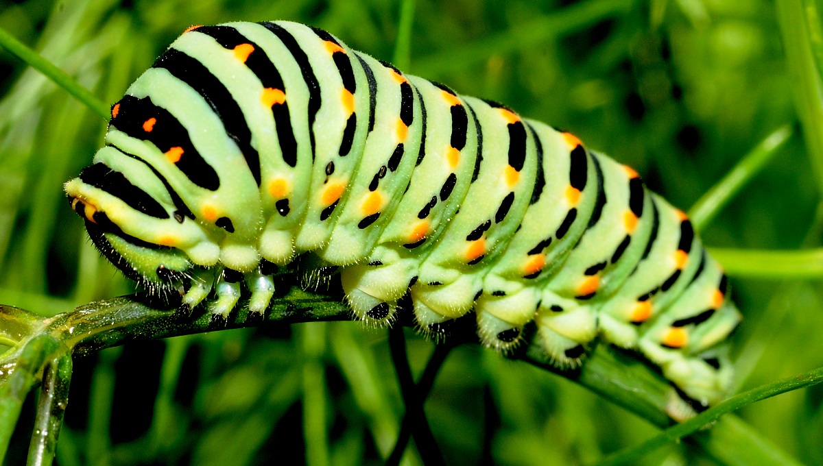 caterpillar of swallowtail