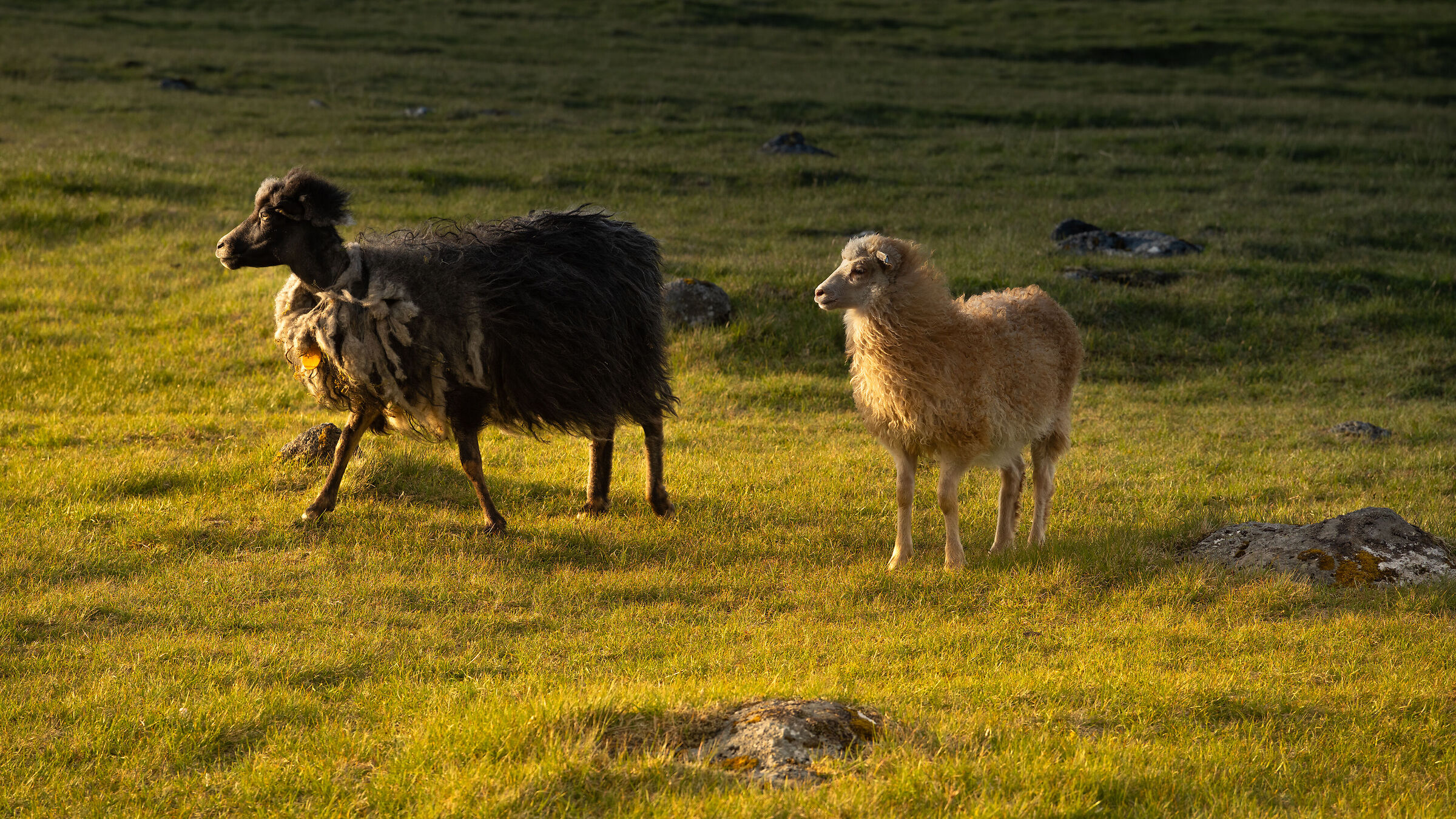 Looking to the sunset - Funningur Fjord