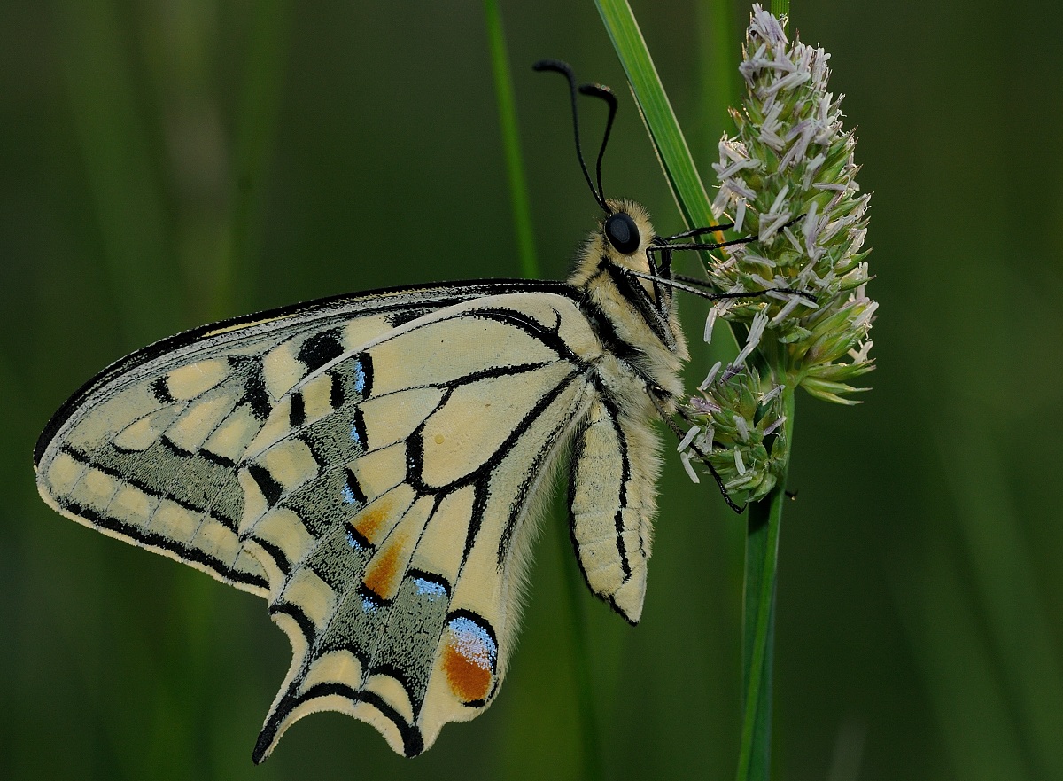 swallowtail butterfly
