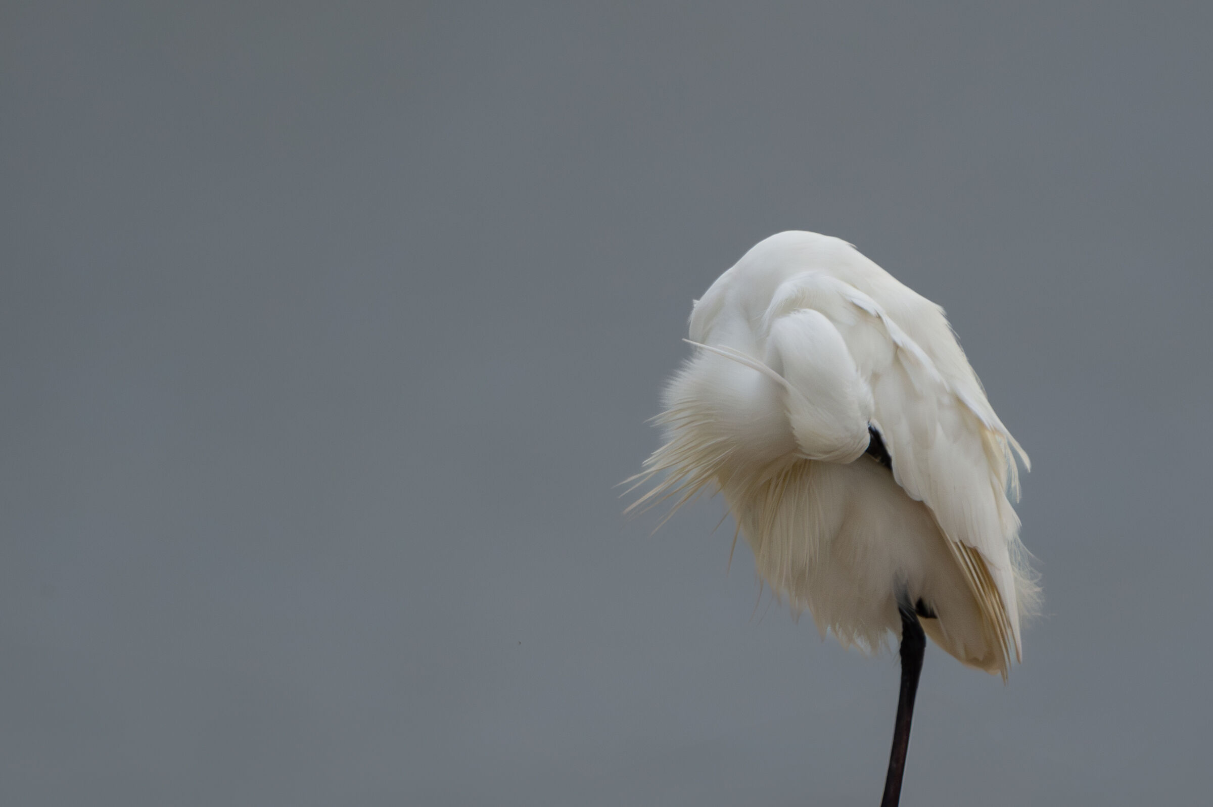 Egret