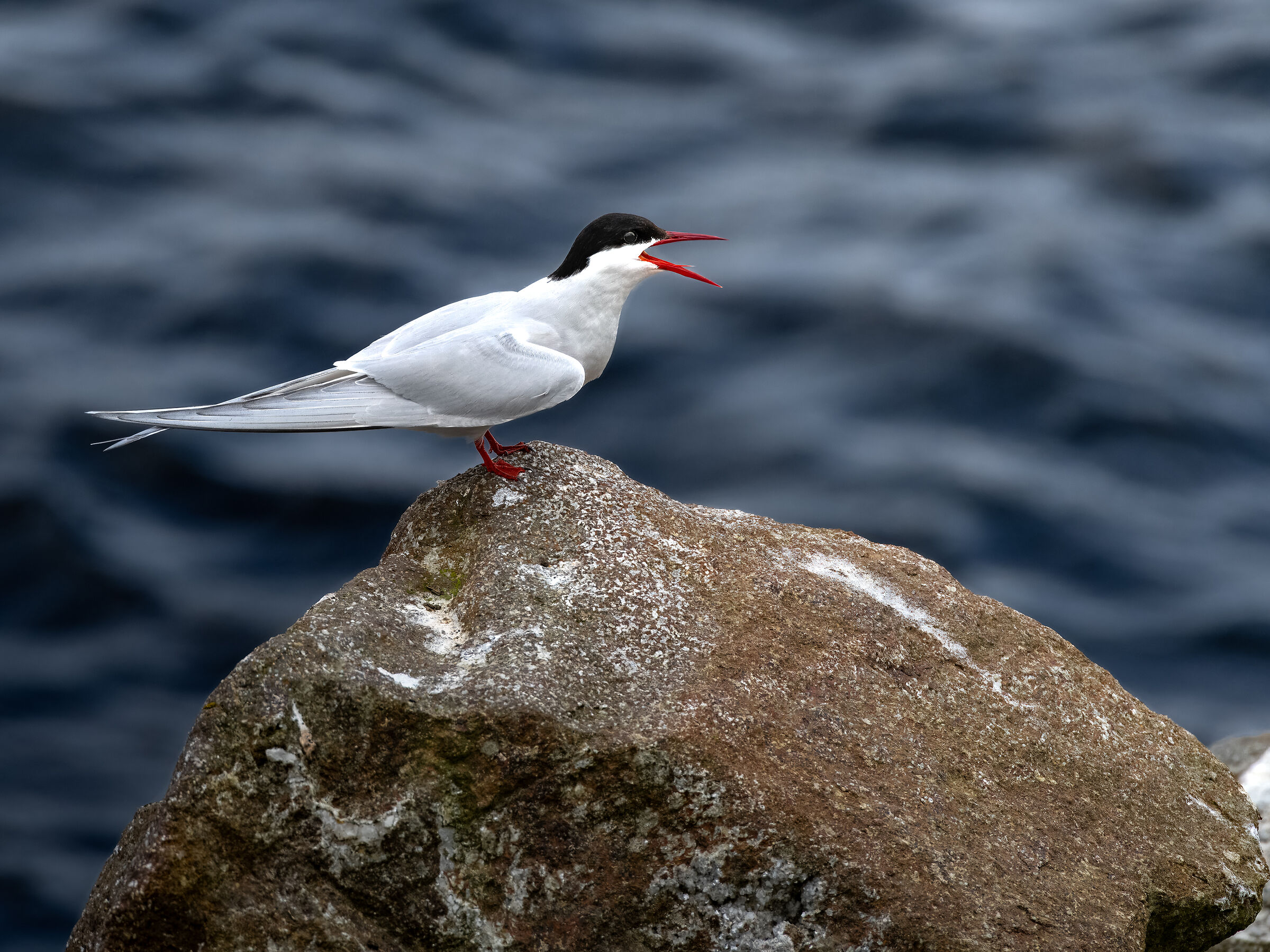 Sterna Codalunga - Kalsoy Island