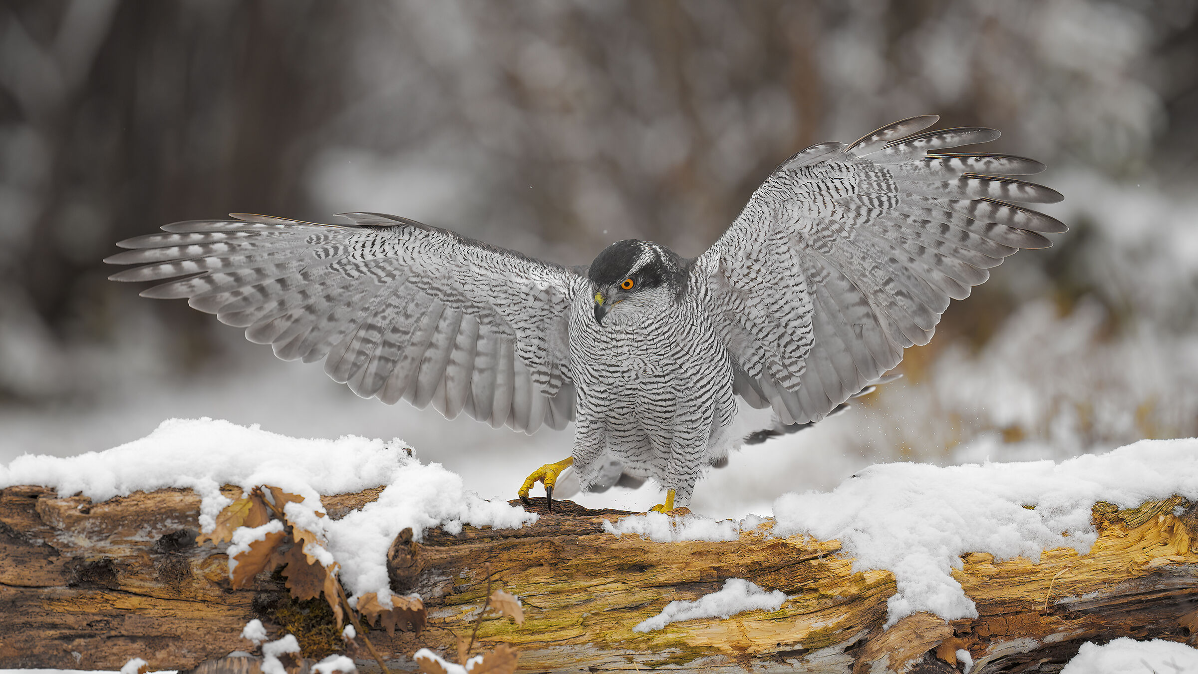 The King of the Forest