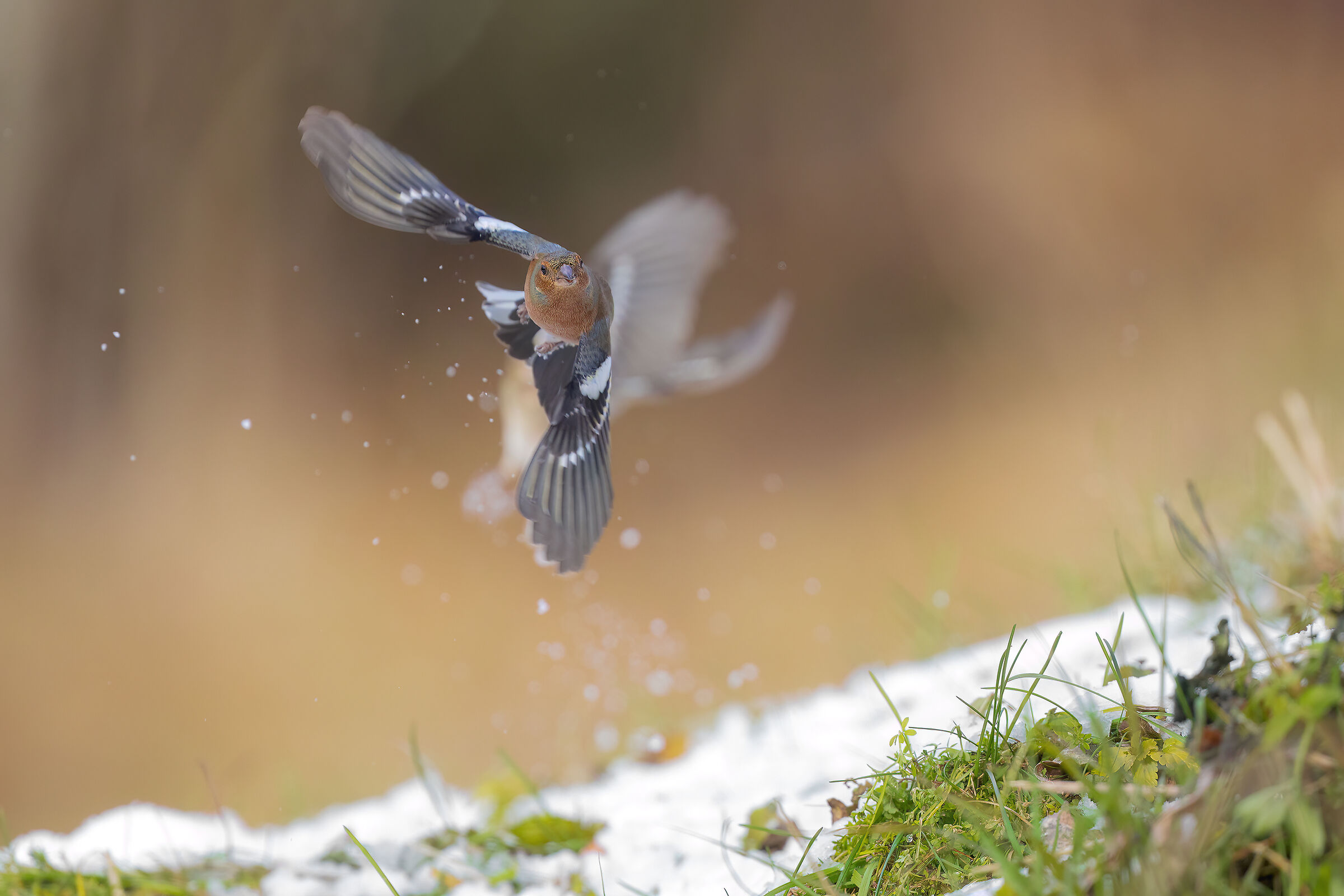 Finch in flight