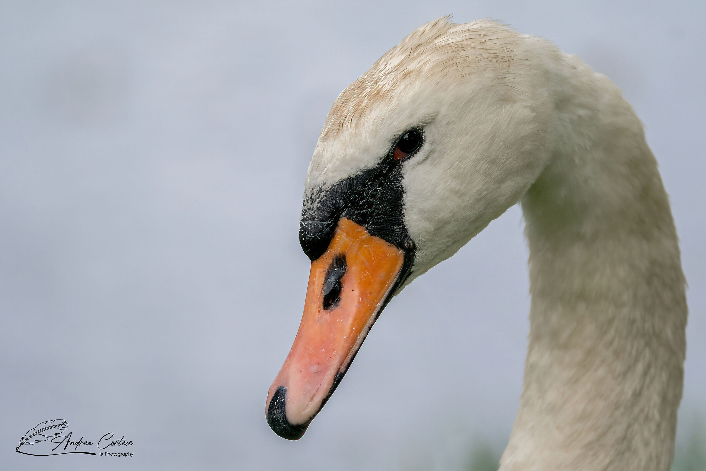 Cigno reale (Cygnus olor)