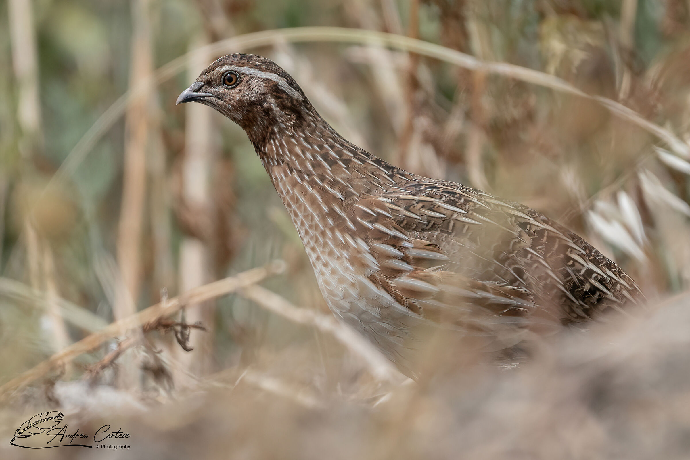 Quaglia (Coturnix coturnix)
