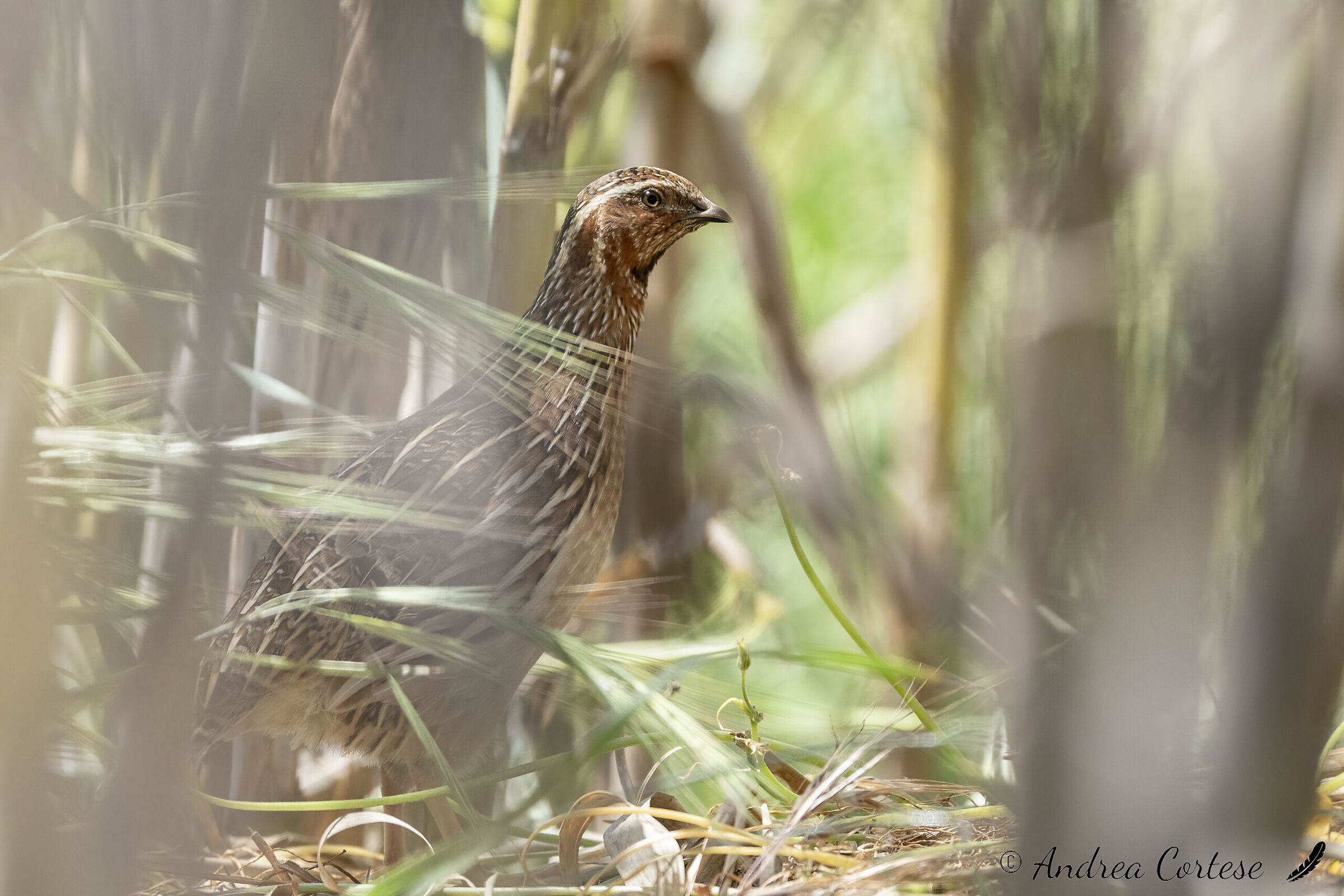 Quaglia (Coturnix coturnix)