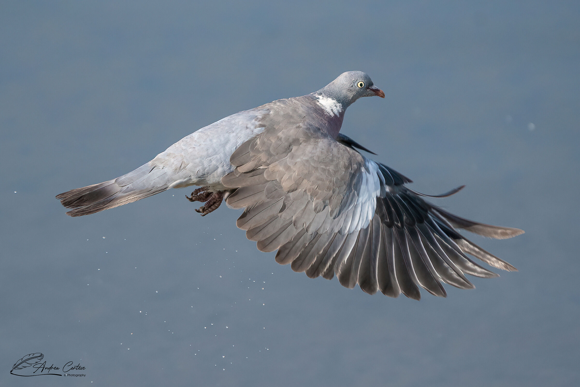 Colombaccio ( Columba palumbus)
