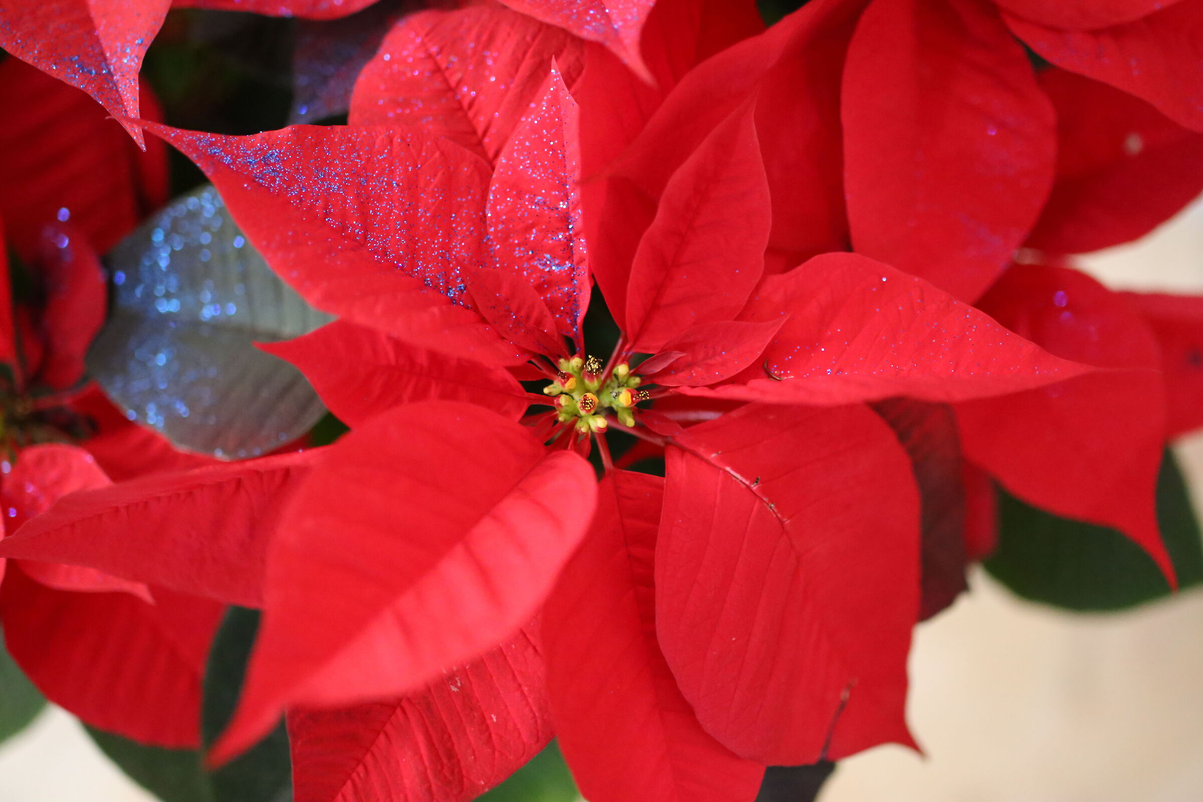 @" F.2" ISO 12 Thousand 800 " Milvus 50, 1.4- Canon 6 D