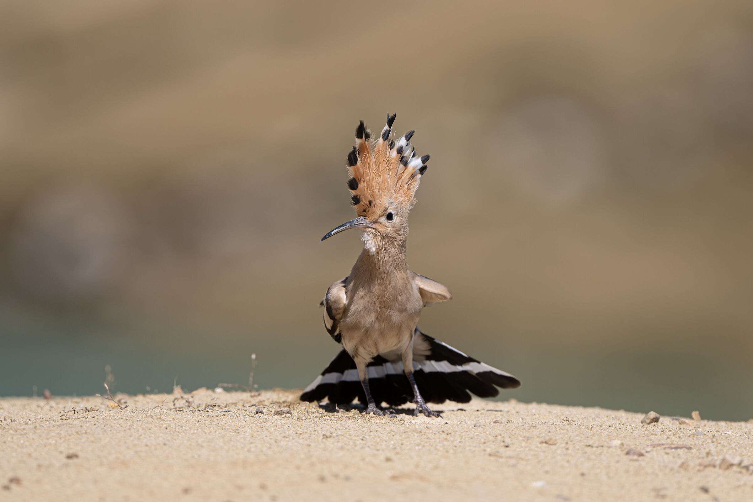 Hoopoe