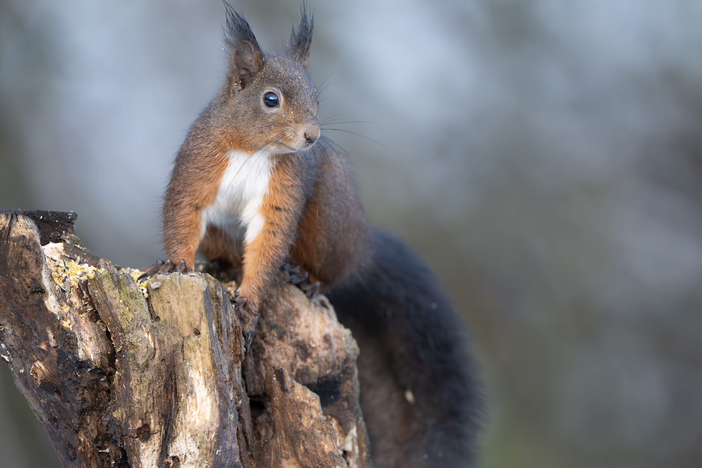 Squirrel