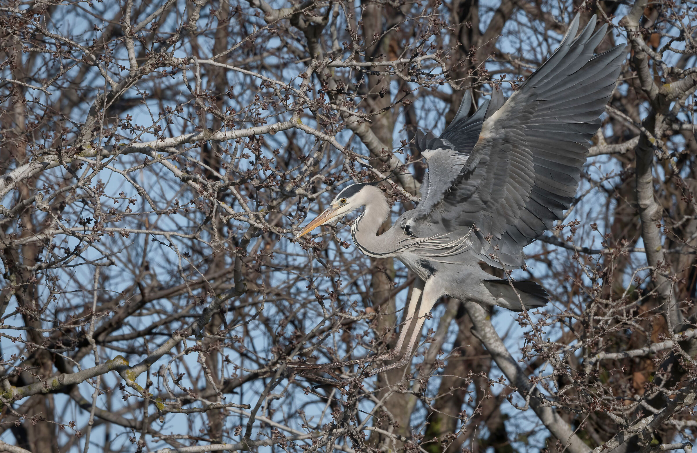 Grey heron