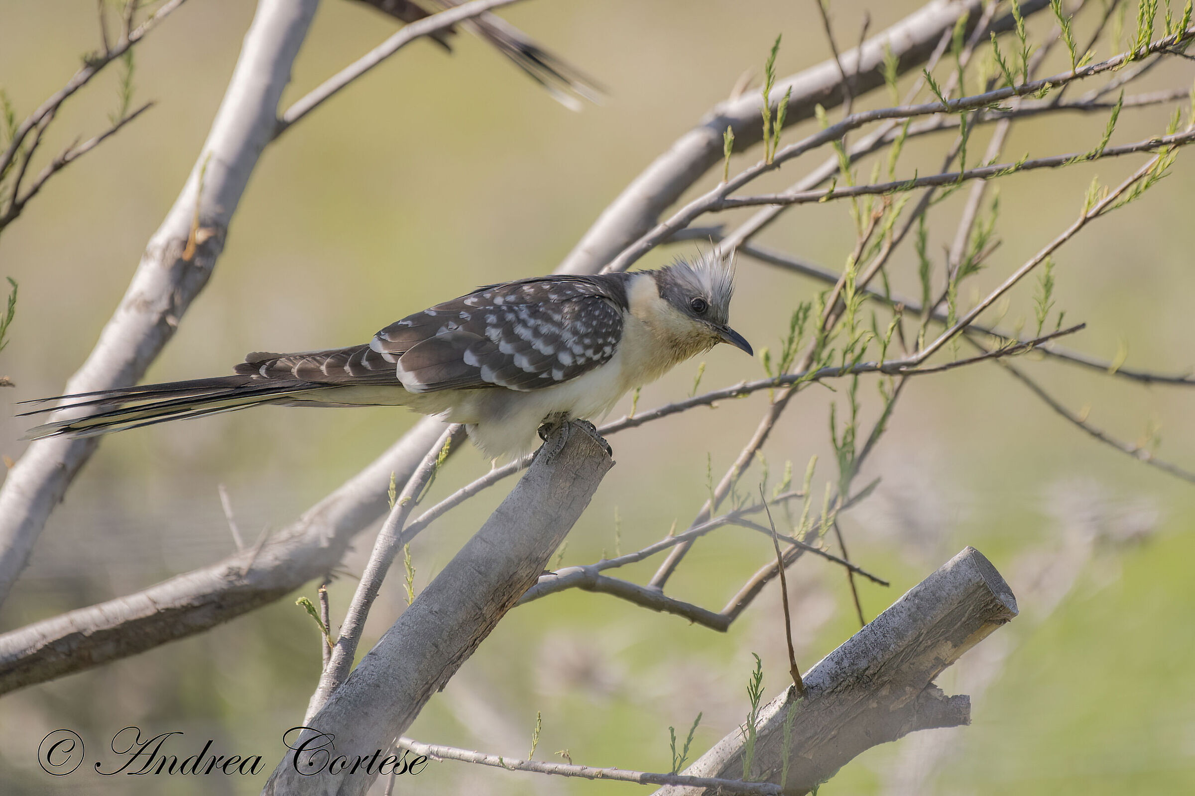 Cuculo dal ciuffo (Clamator glandarius)
