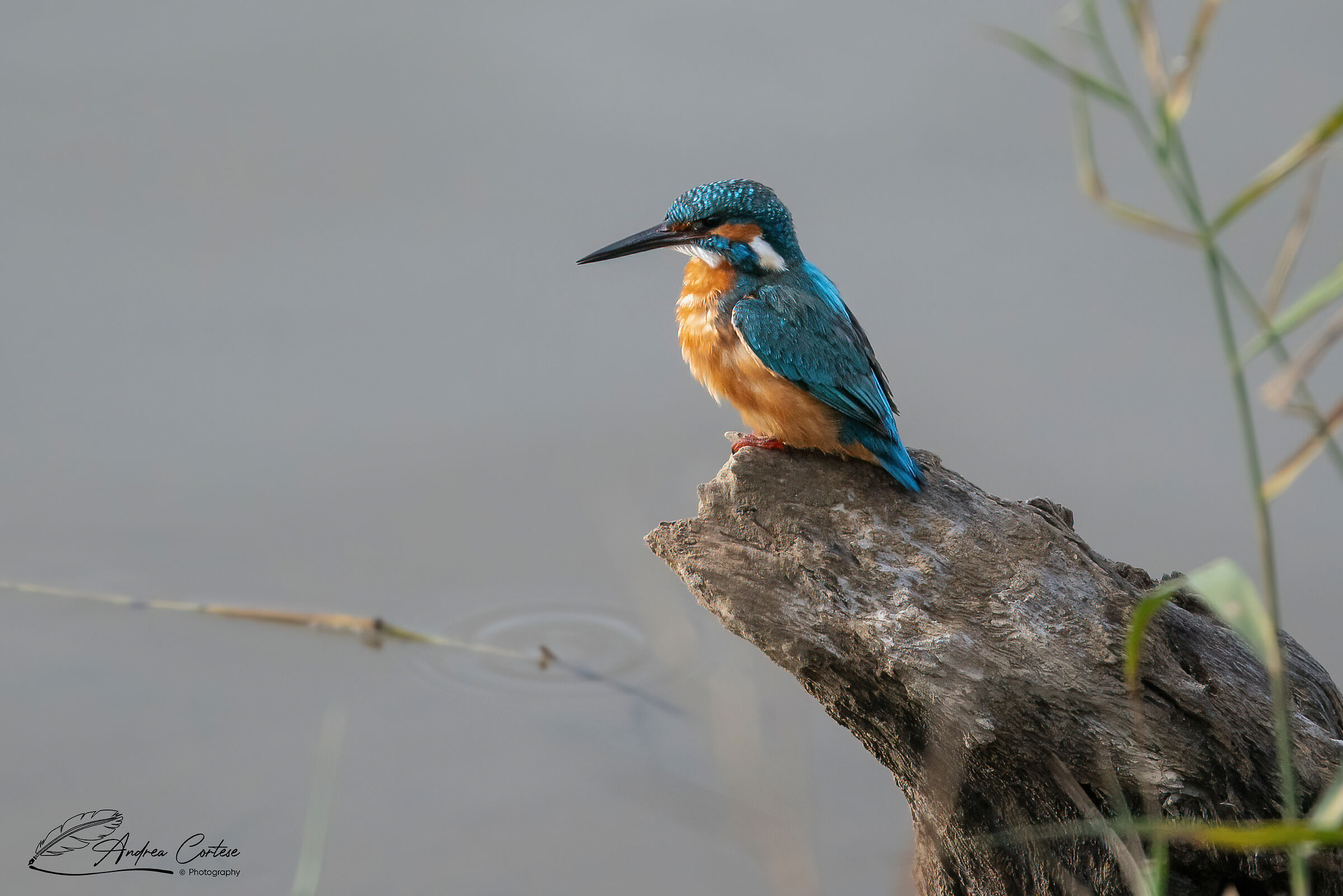 Martin pescatore (Alcedo atthis)