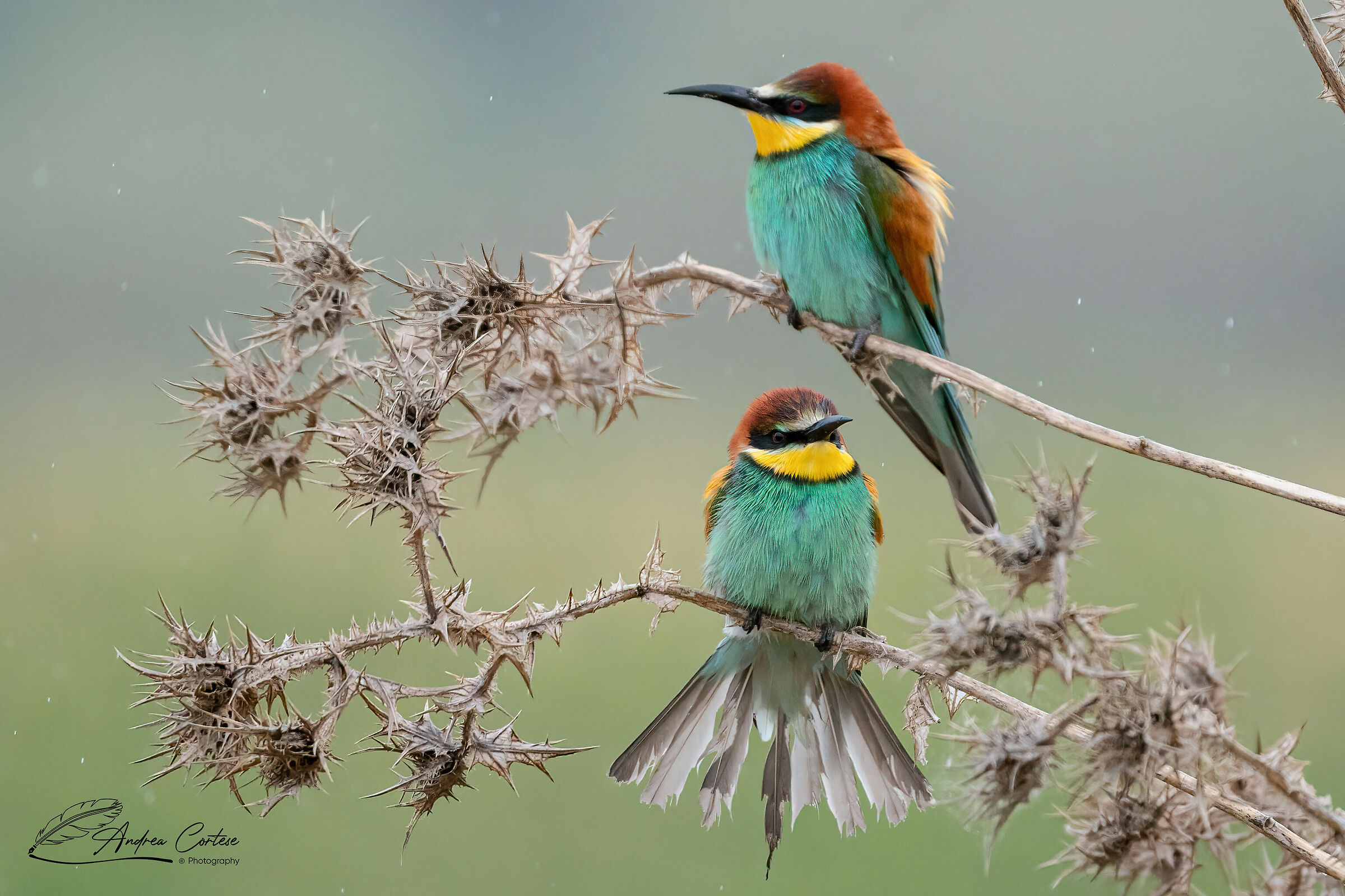 Gruccione (Merops apiaster)