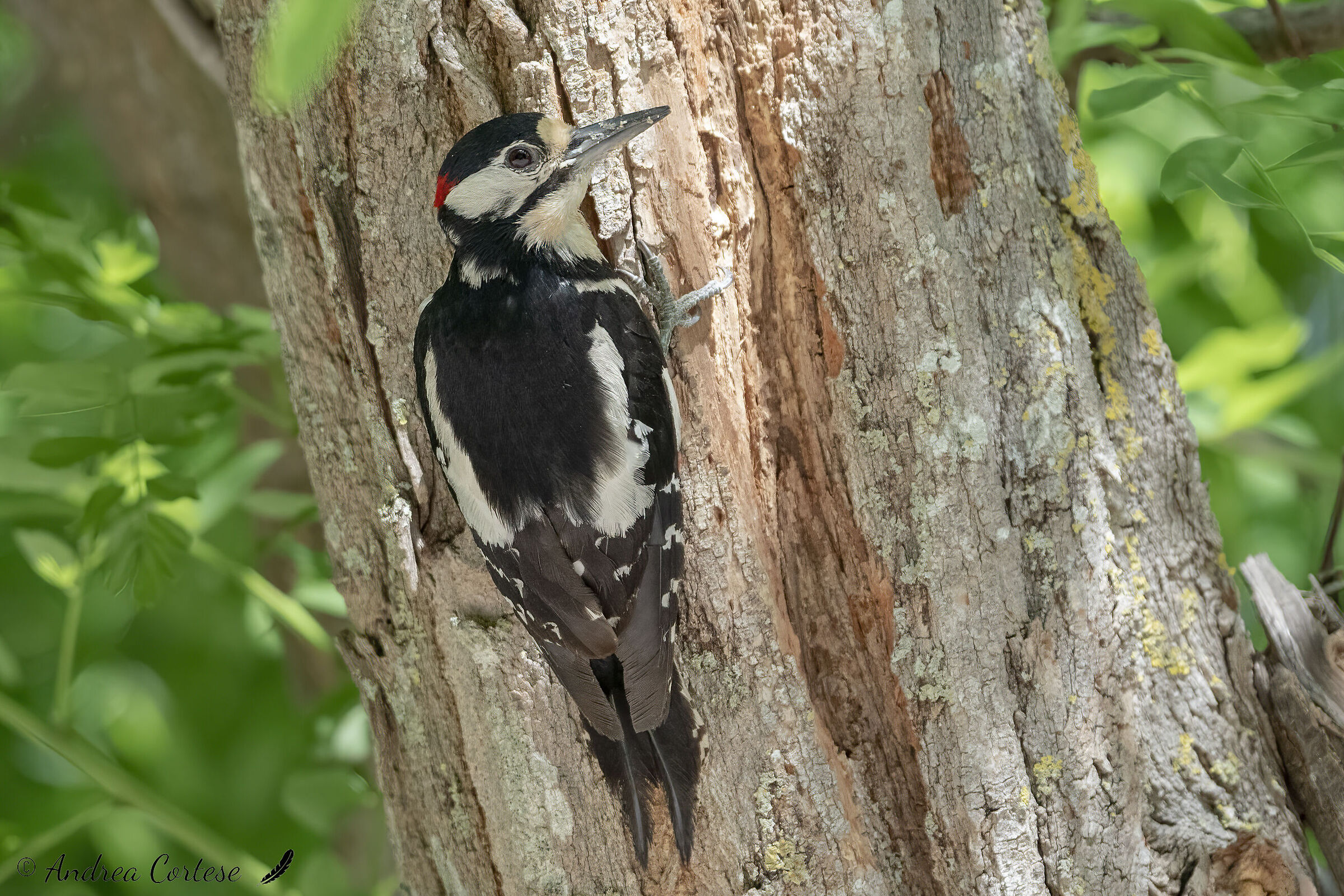 Picchio rosso maggiore (Dendrocopos major)