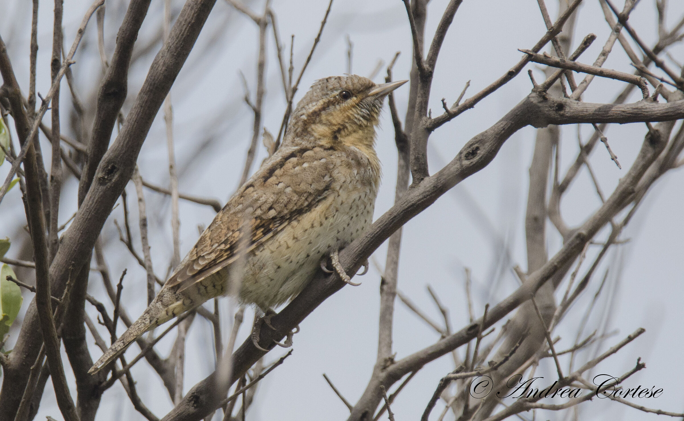 Torcicollo (Jynx torquilla)