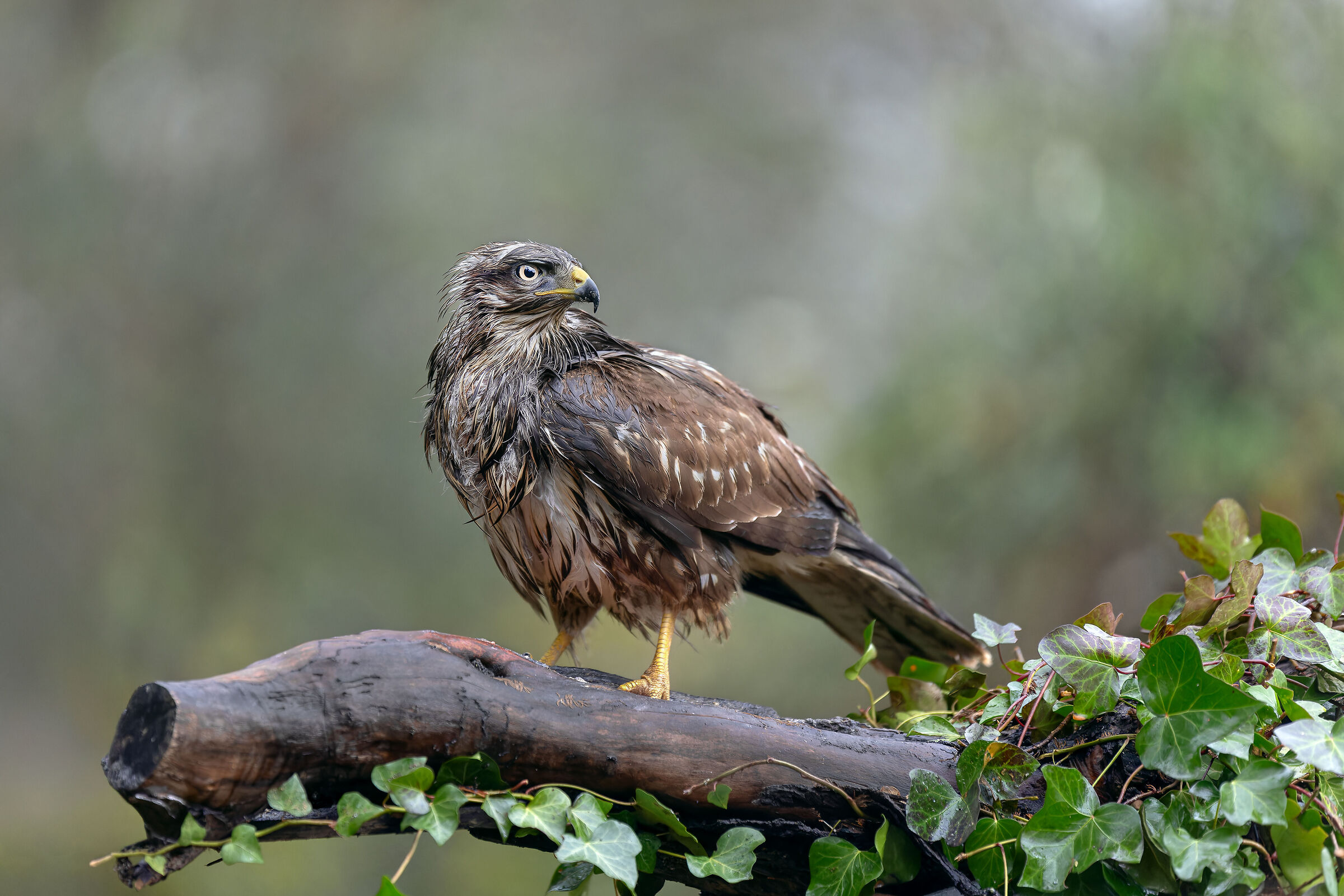 BUZZARD
