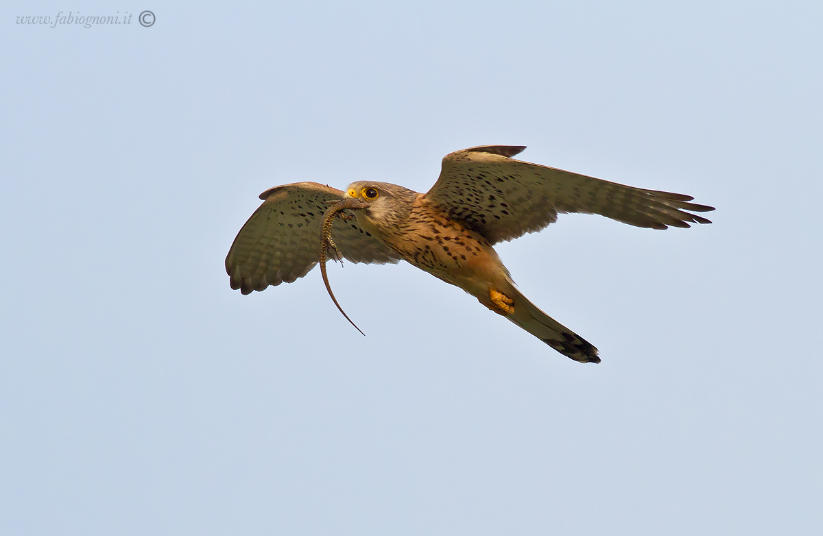 Gheppio con lucertola