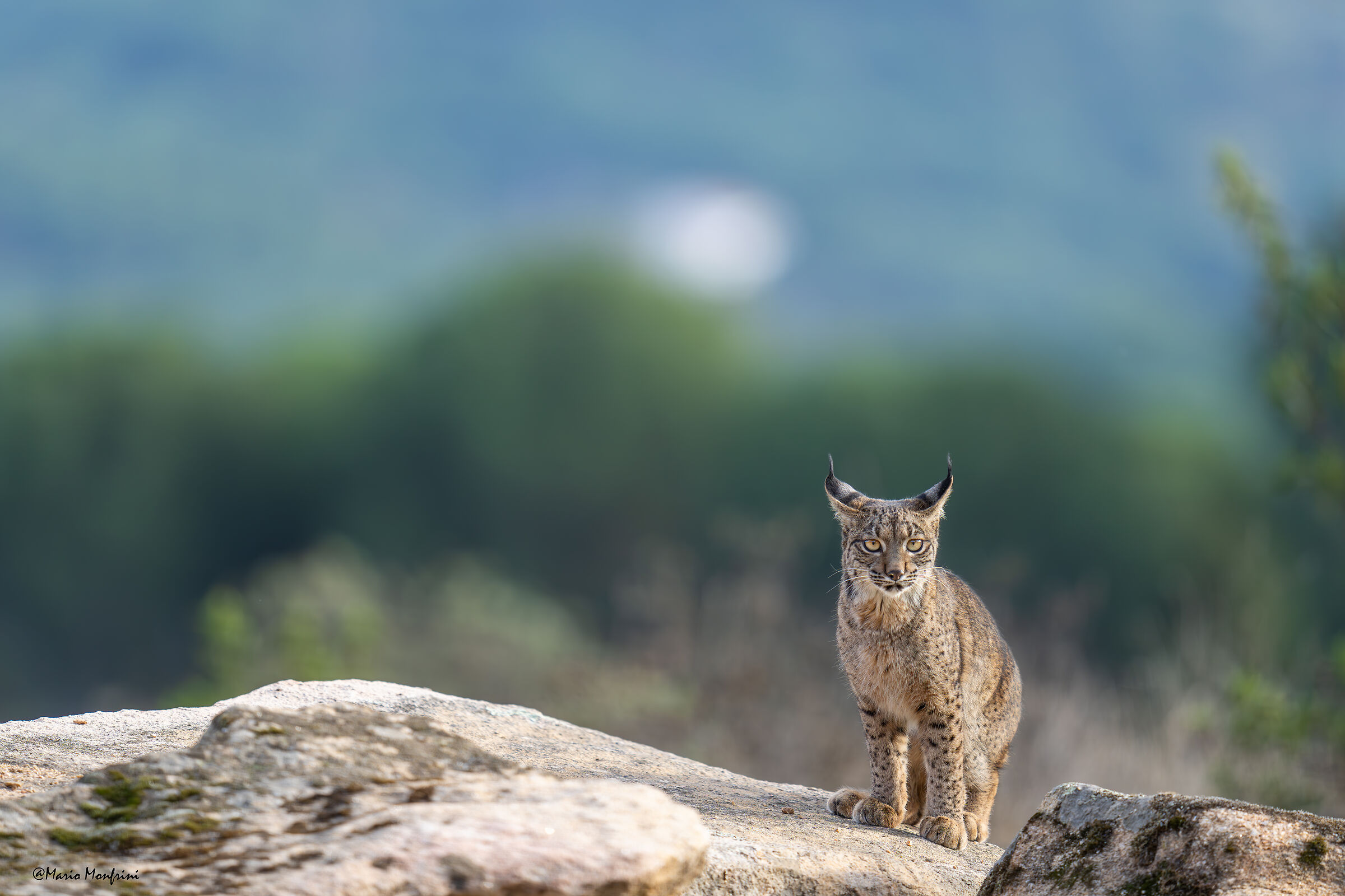 La regina della Sierra de Andujar