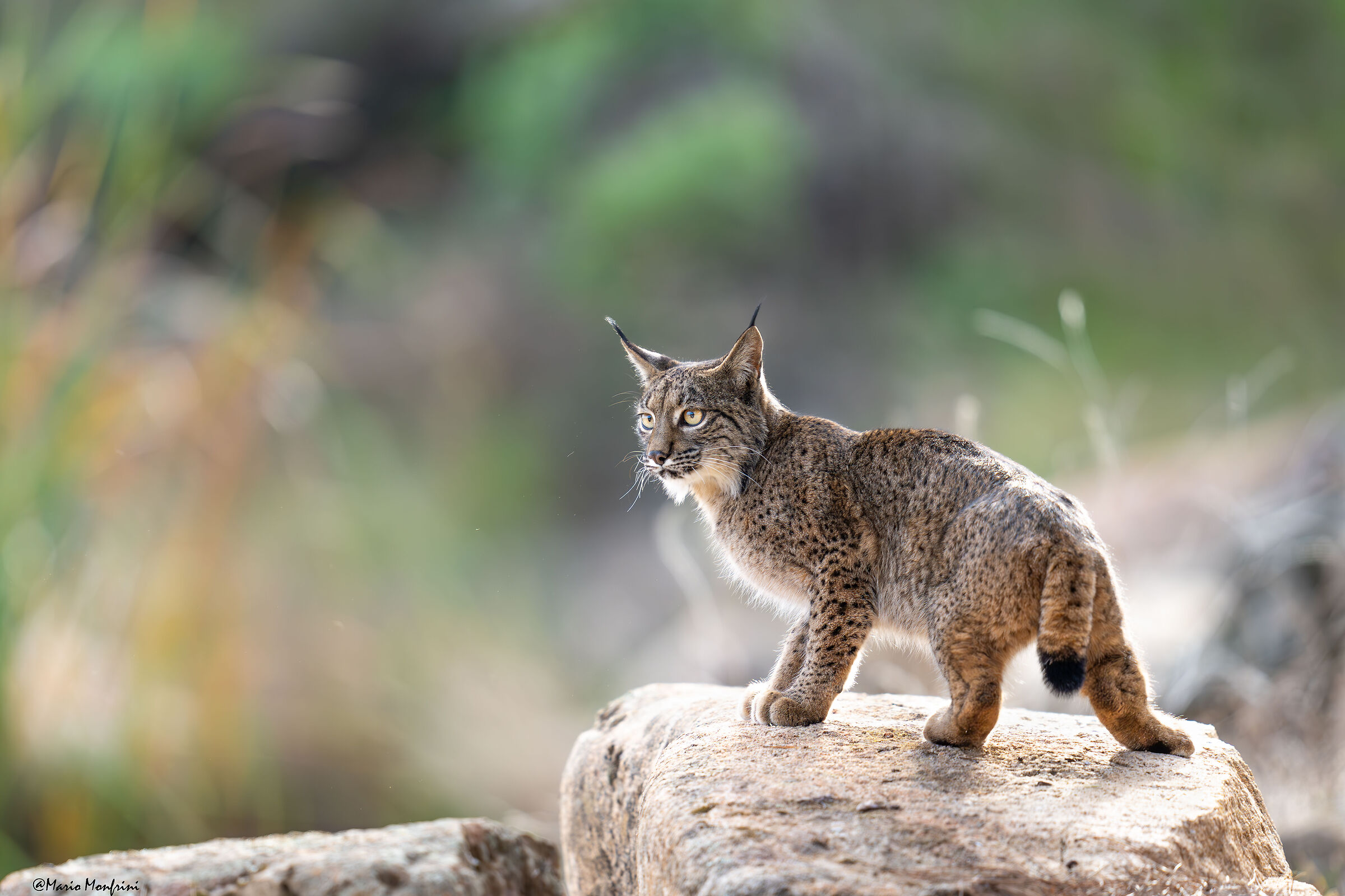 L'eleganza della lince pardina
