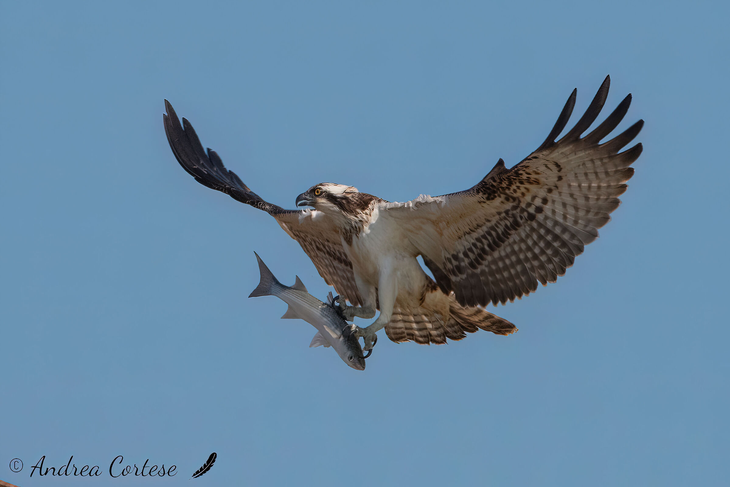 Falco pescatore (Pandion haliaetus)