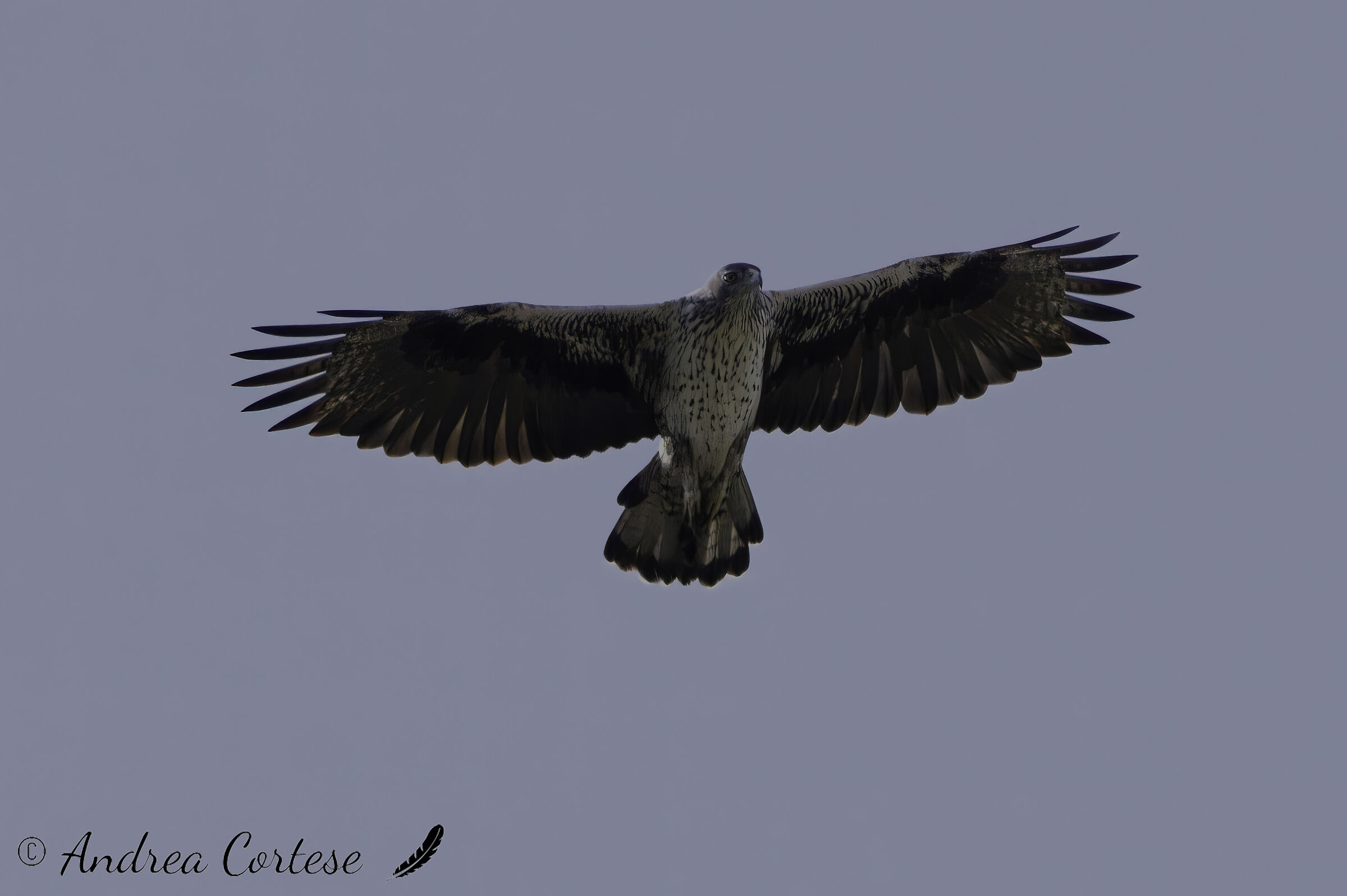 Aquila di Bonelli (Aquila fasciata)